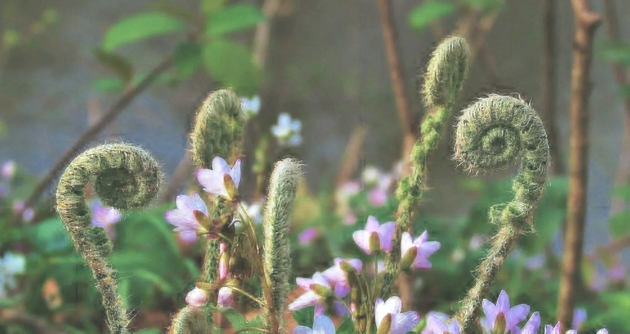 The Flavors of Spring