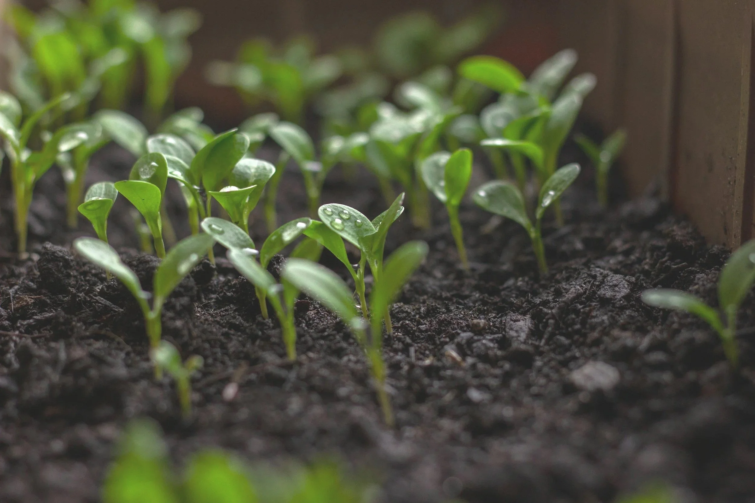 Beginning the Spring Garden