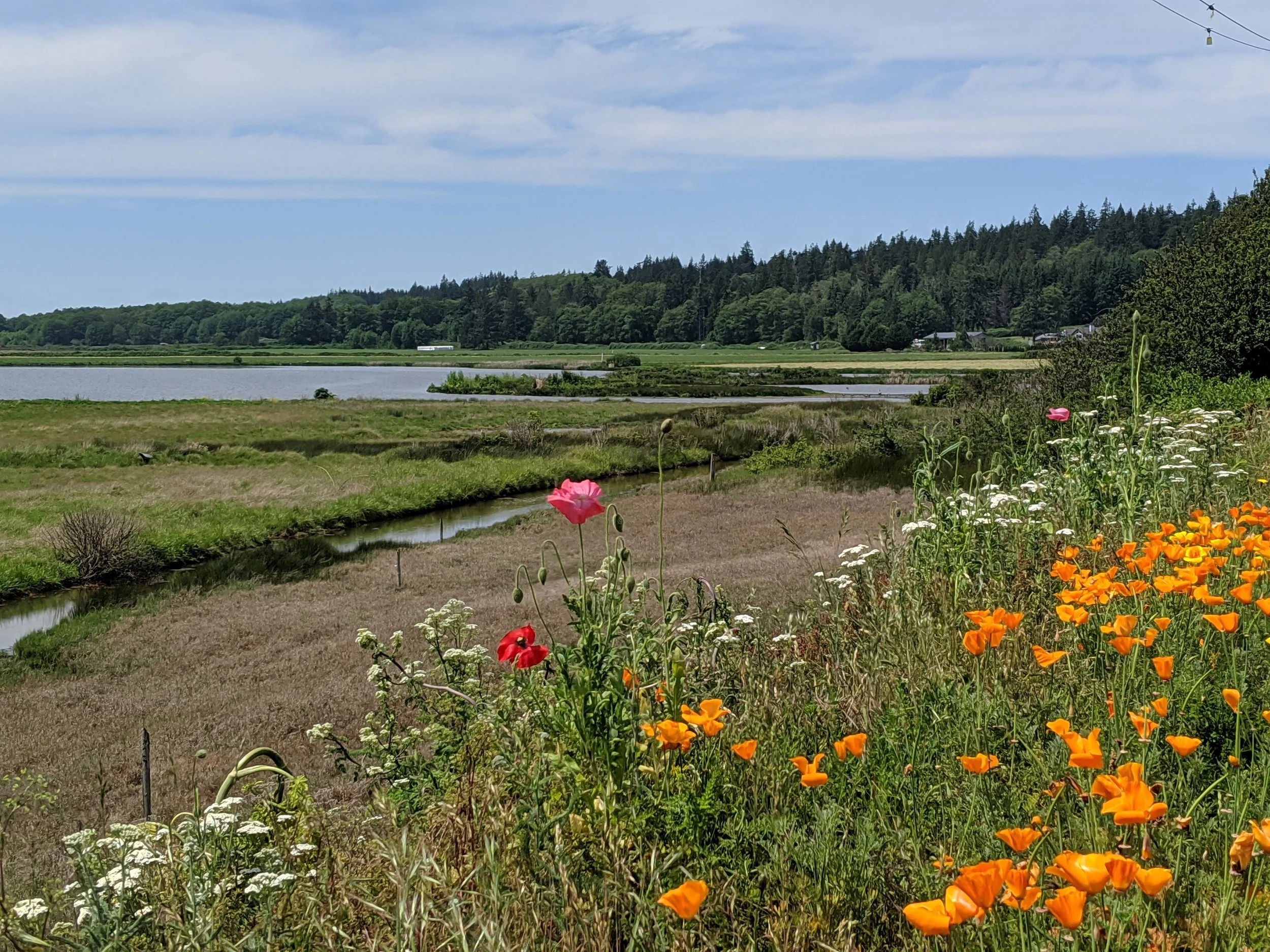 Photo of watershed with wildflowers representing the need for diverse language programs.