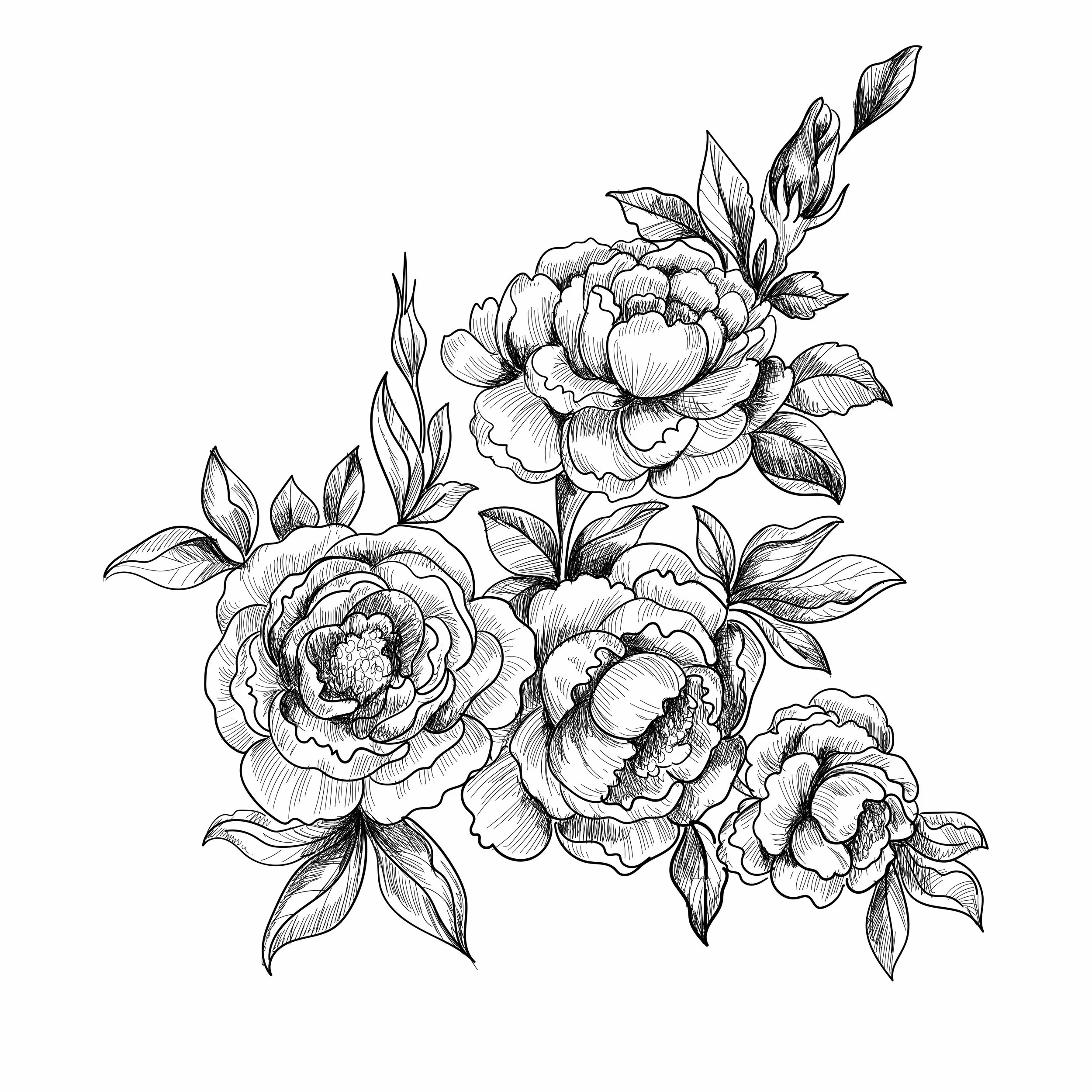 Black and white line drawing of a bouquet of blooming peonies with detailed petals and leaves.