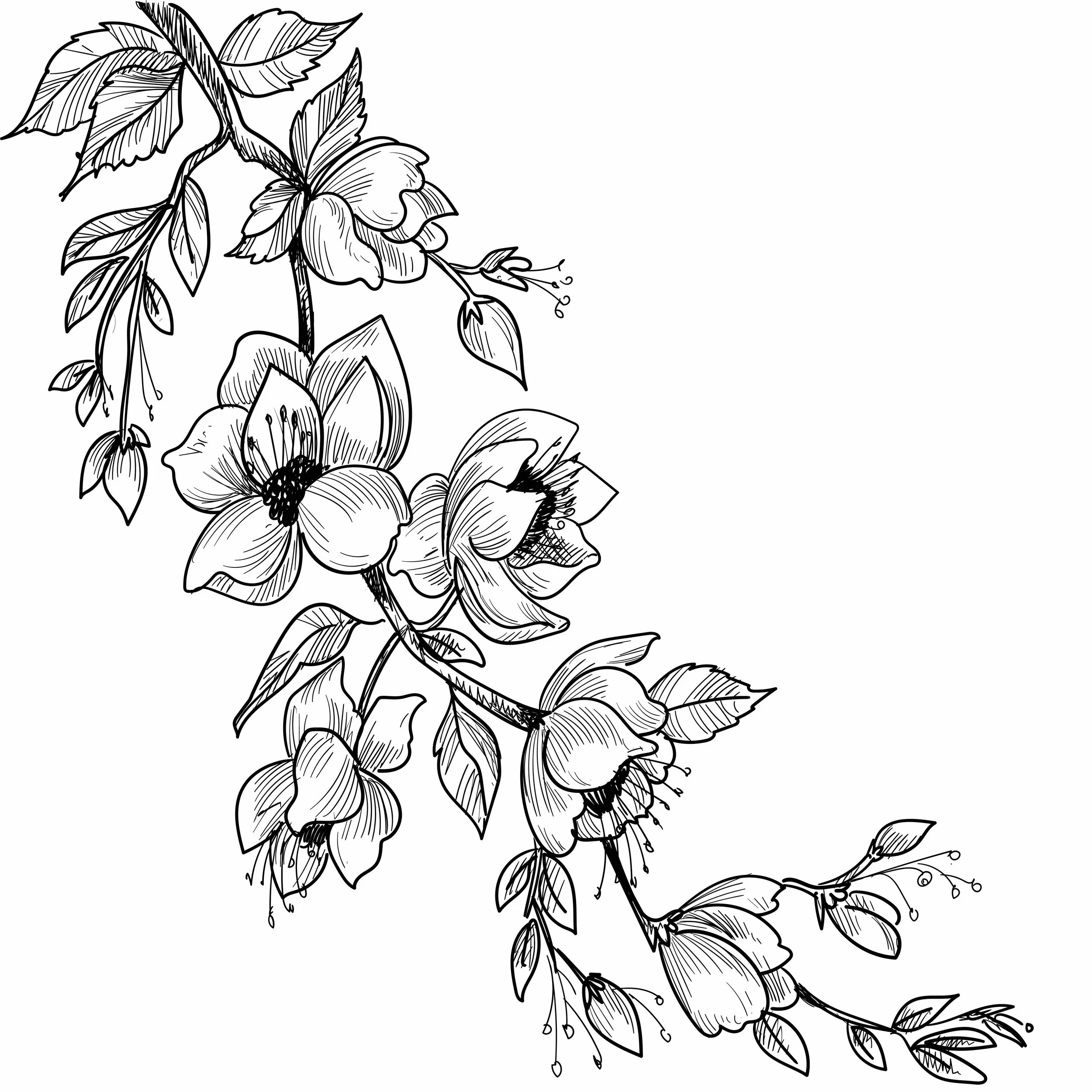 Black and white line drawing of a flowering branch with leaves and blossoms.