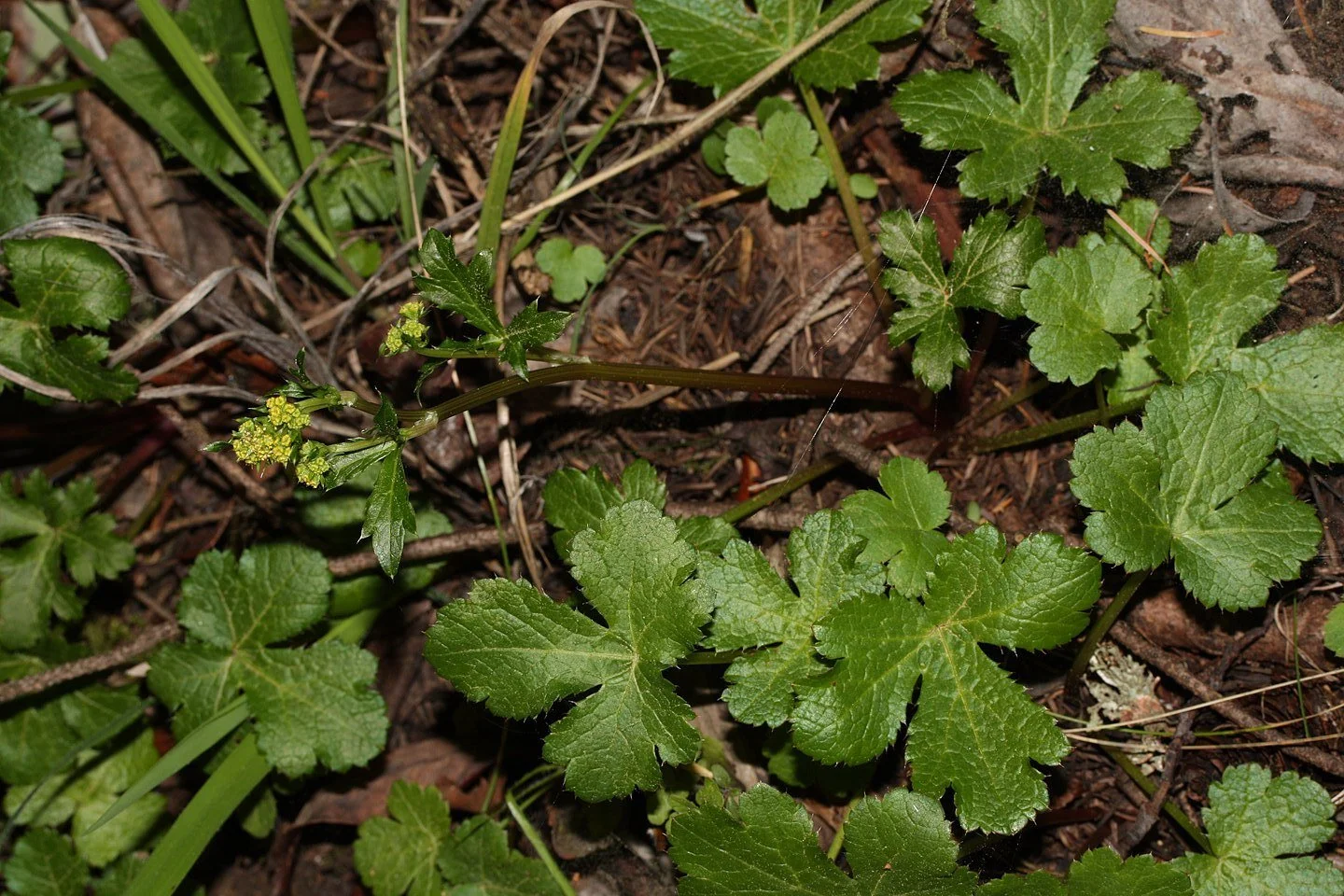 Blacksnakeroot plants (green ground cover with lobed leaves) on soil with dry leaves and small plants.