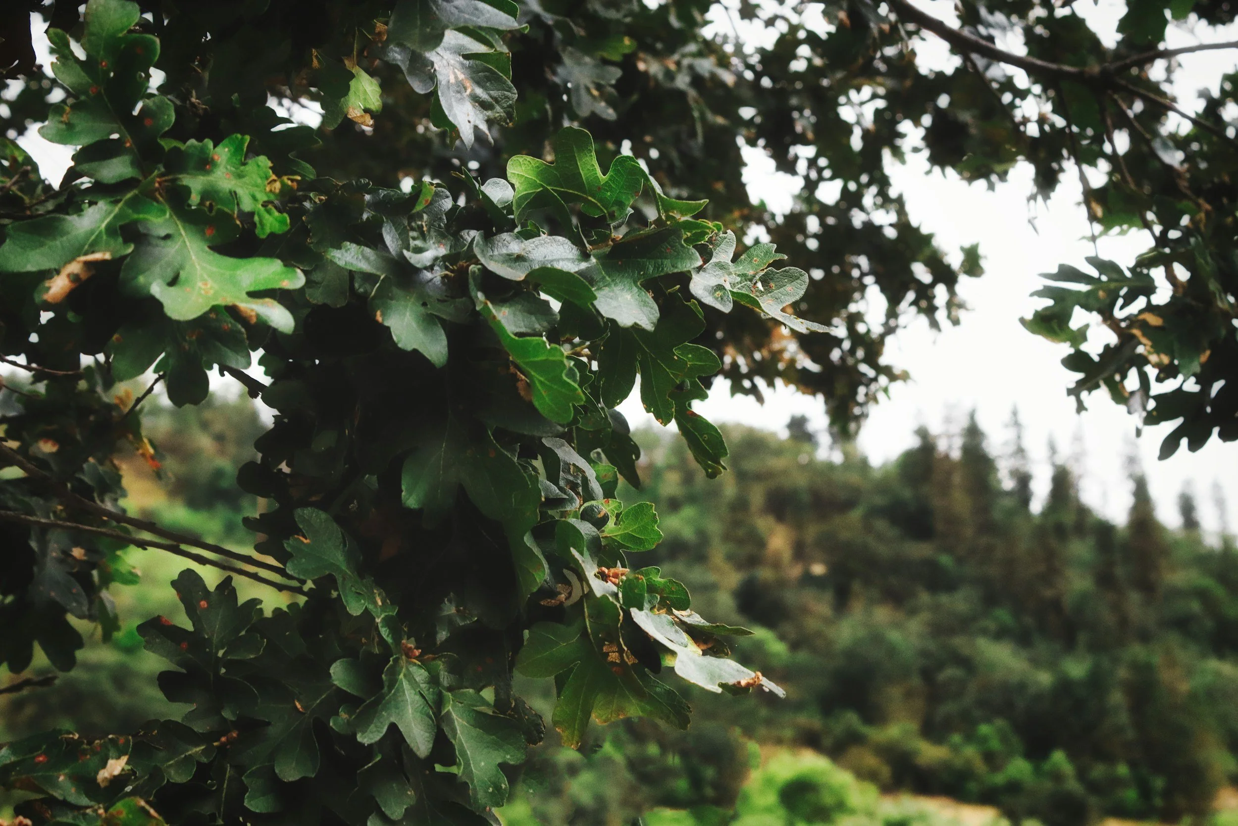 Close-up of green oak tree leaves with a blurred background of other trees and sky.