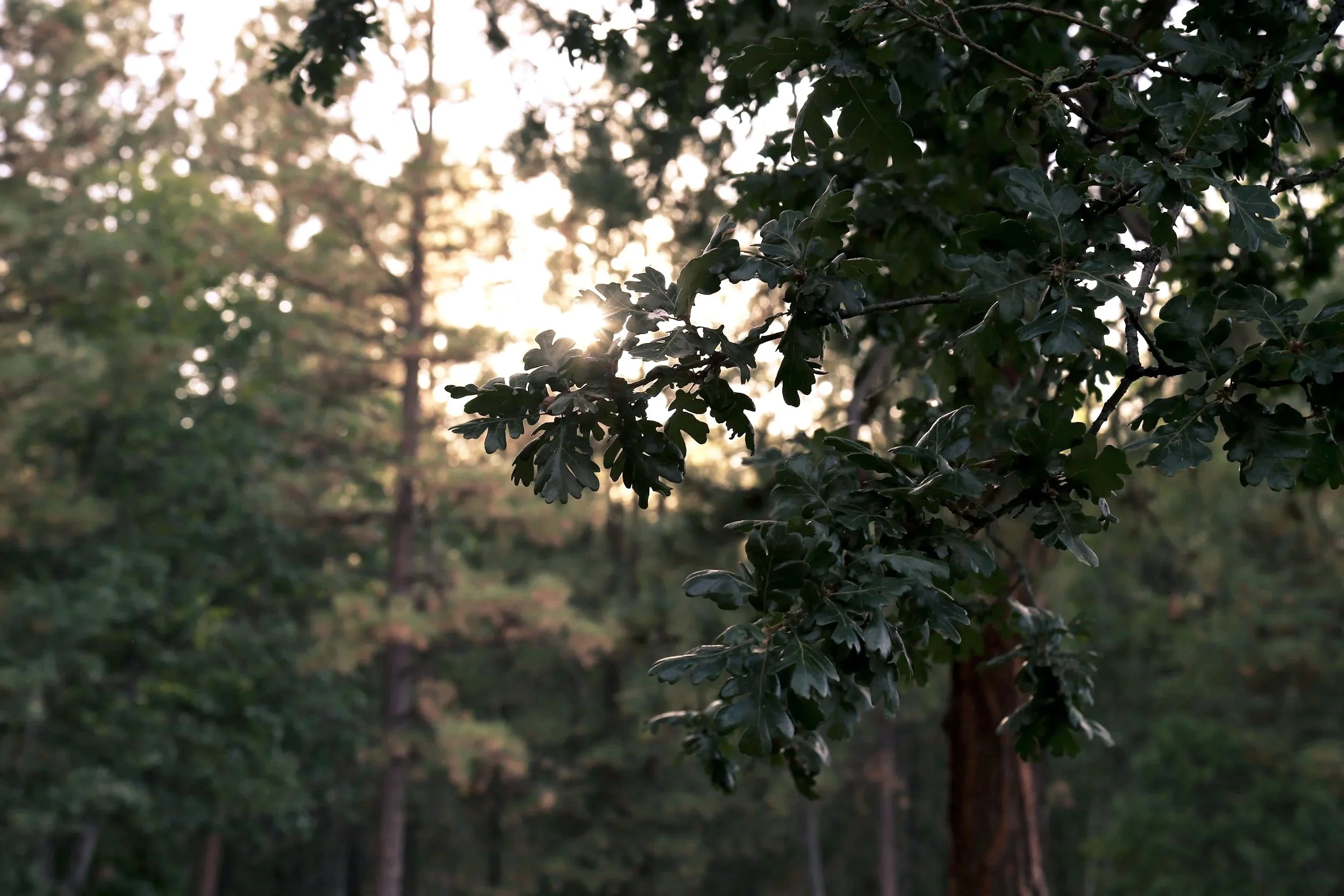 Sunlight filtering through the leaves of an oak in a forested area.