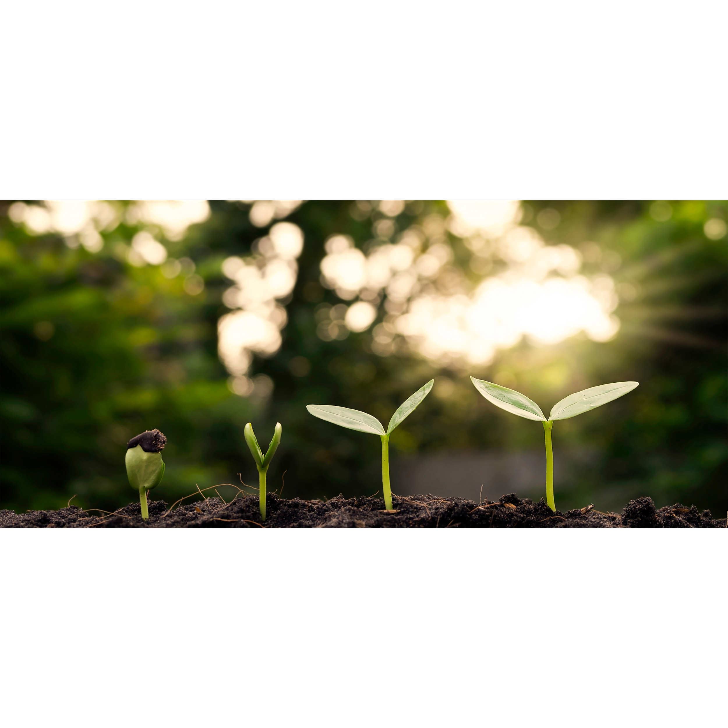 Support & Volunteering for the Cause