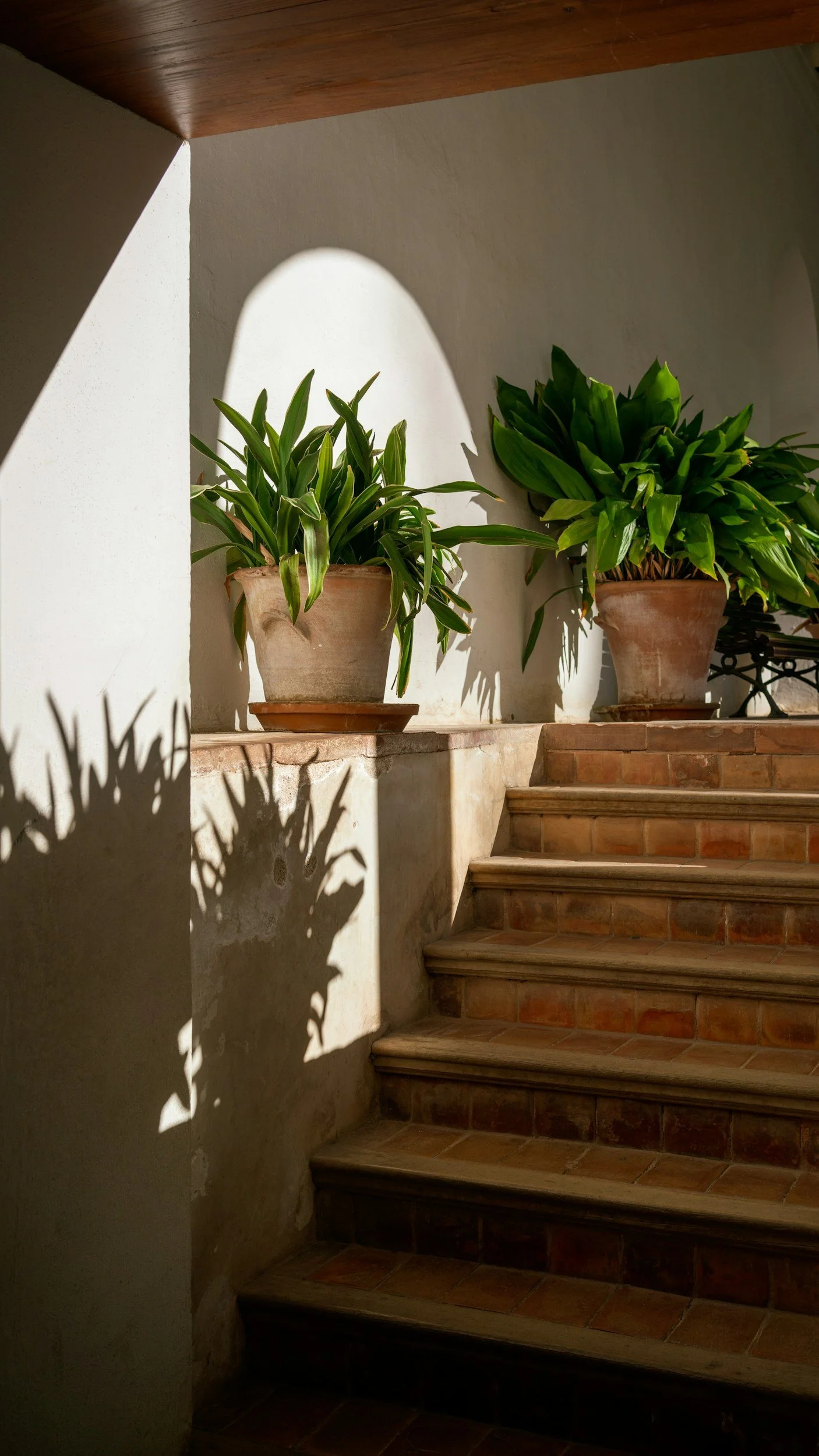 Sunny stone steps and lush plants in a Marin or San Francisco garden, symbolizing client journey. An inviting, depth-oriented space for understanding the process, difference between psychodynamic therapy and CBT. Providing anxiety, trauma counseling