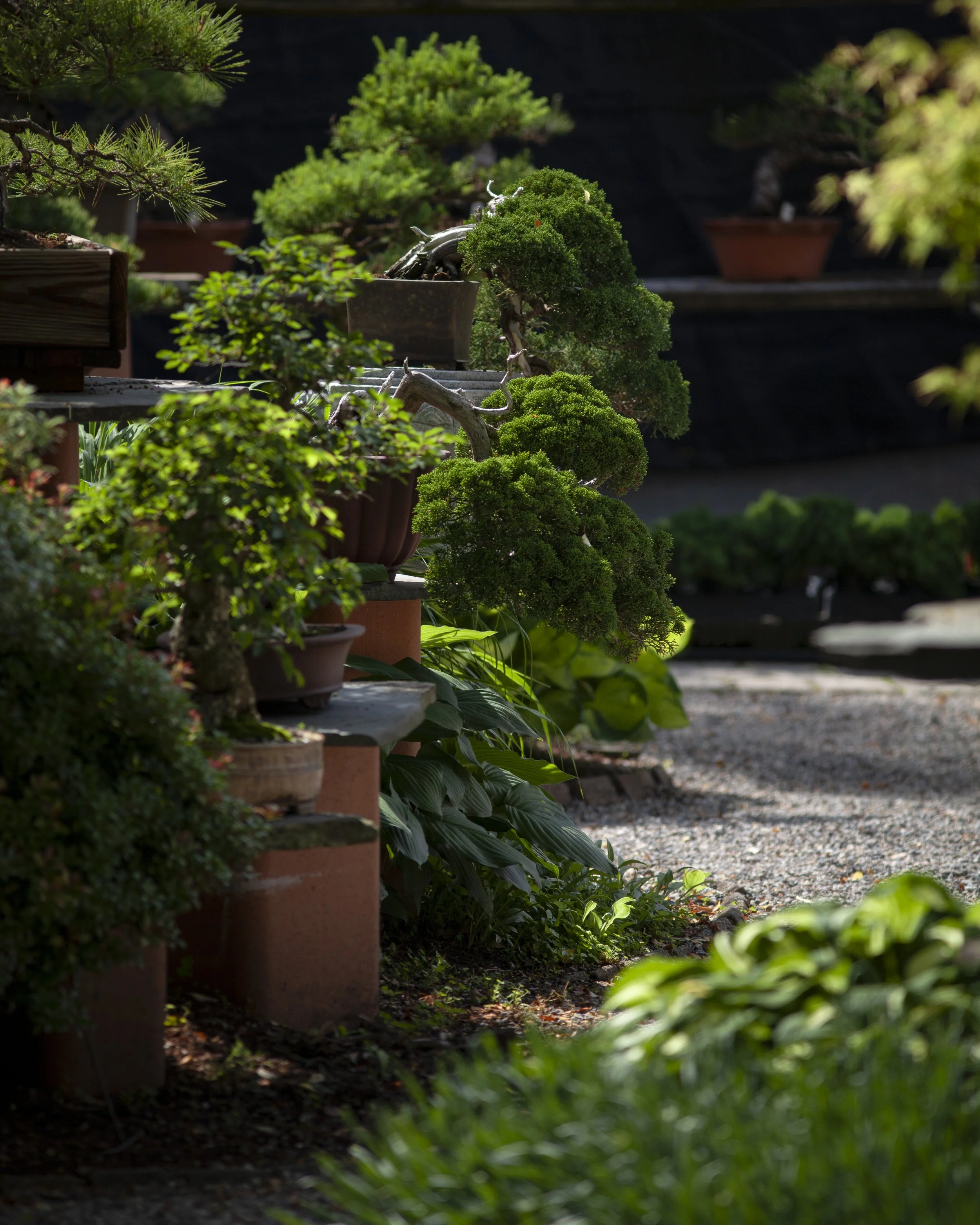 Garden detail at Bonsai West garden, school, and retail location in Littleton, Massachusetts