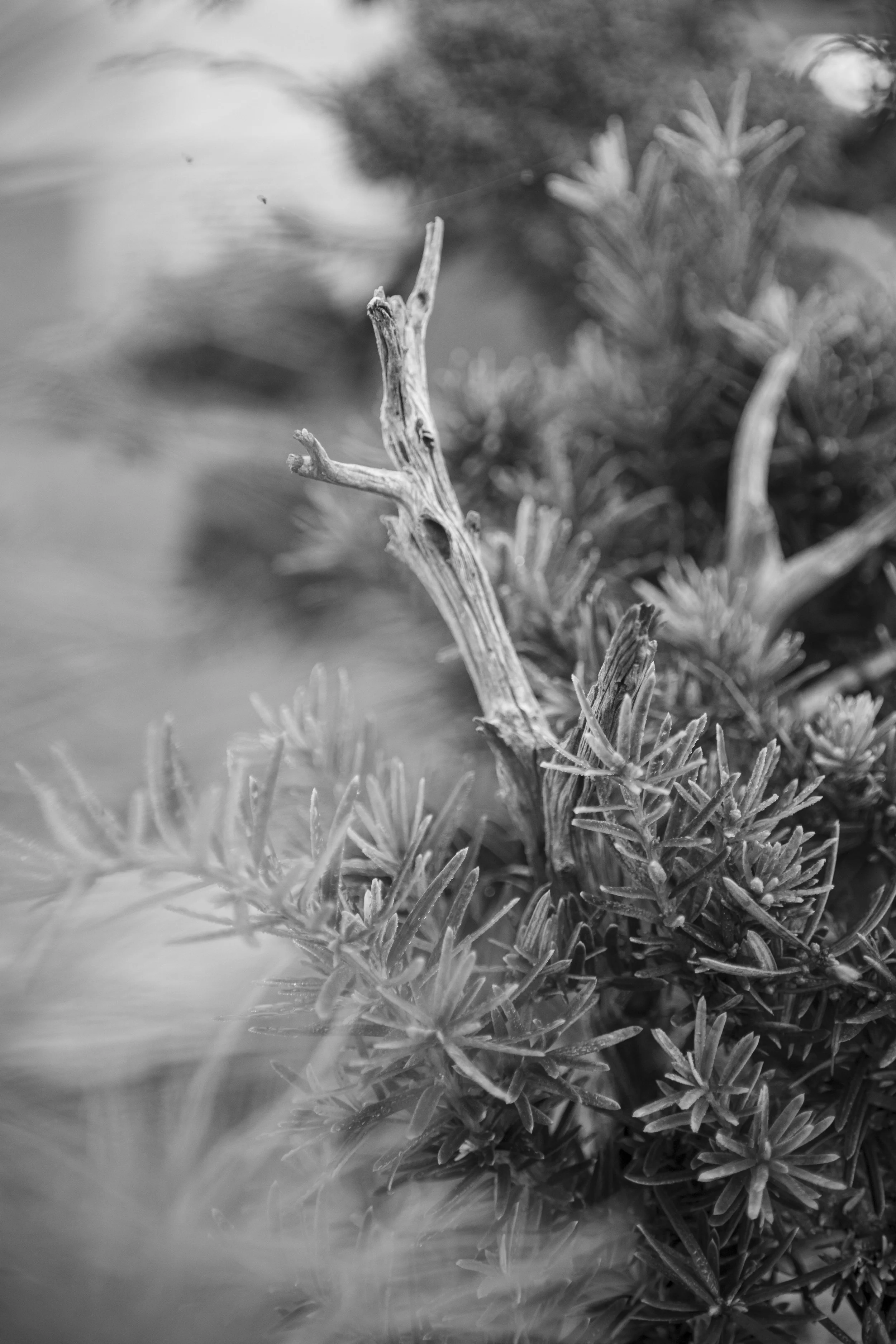 Detail photograph depicting a Yew shohin bonsai during Fall refinement