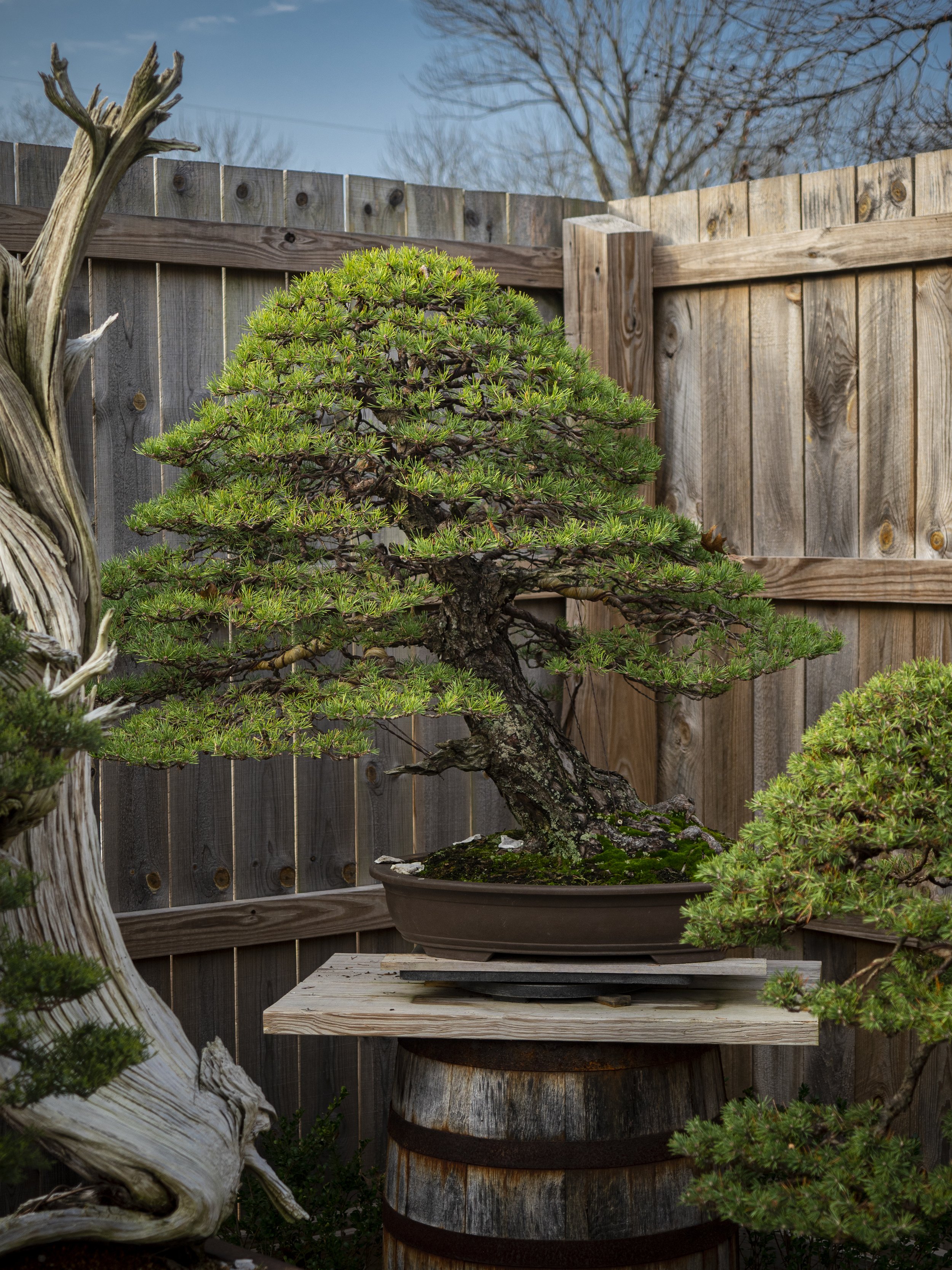 Refined Pine bonsai styled by world renowned artist Bjorn Bjorholm on display at his garden, Eisei-en, in Nashville, Tennessee. 
