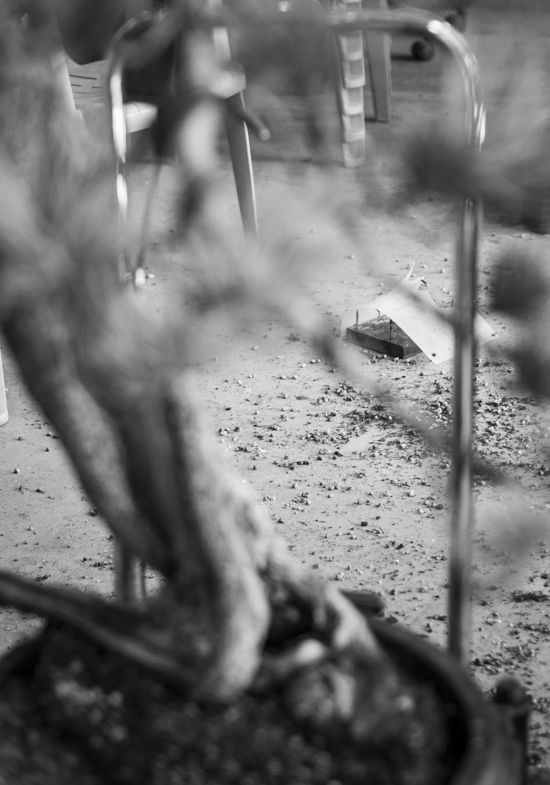 Process photography detail showing the delicate and messy reality of the repotting process 