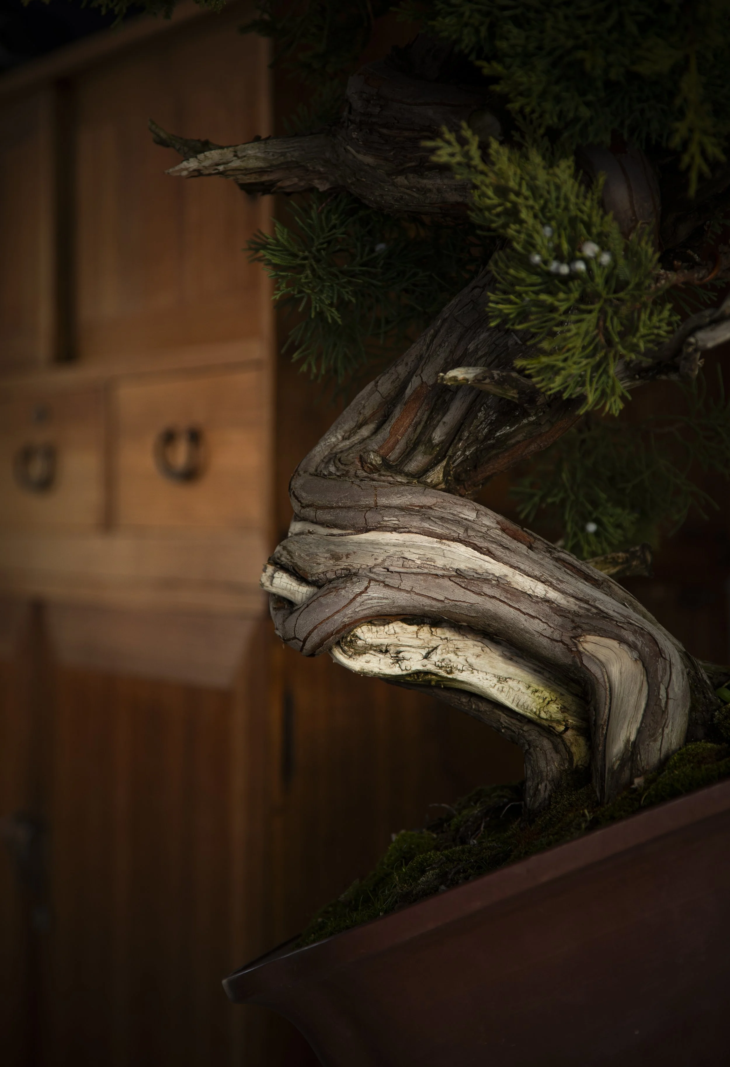 Detail photograph depicting a juniper during the Fall bonsai refinement process