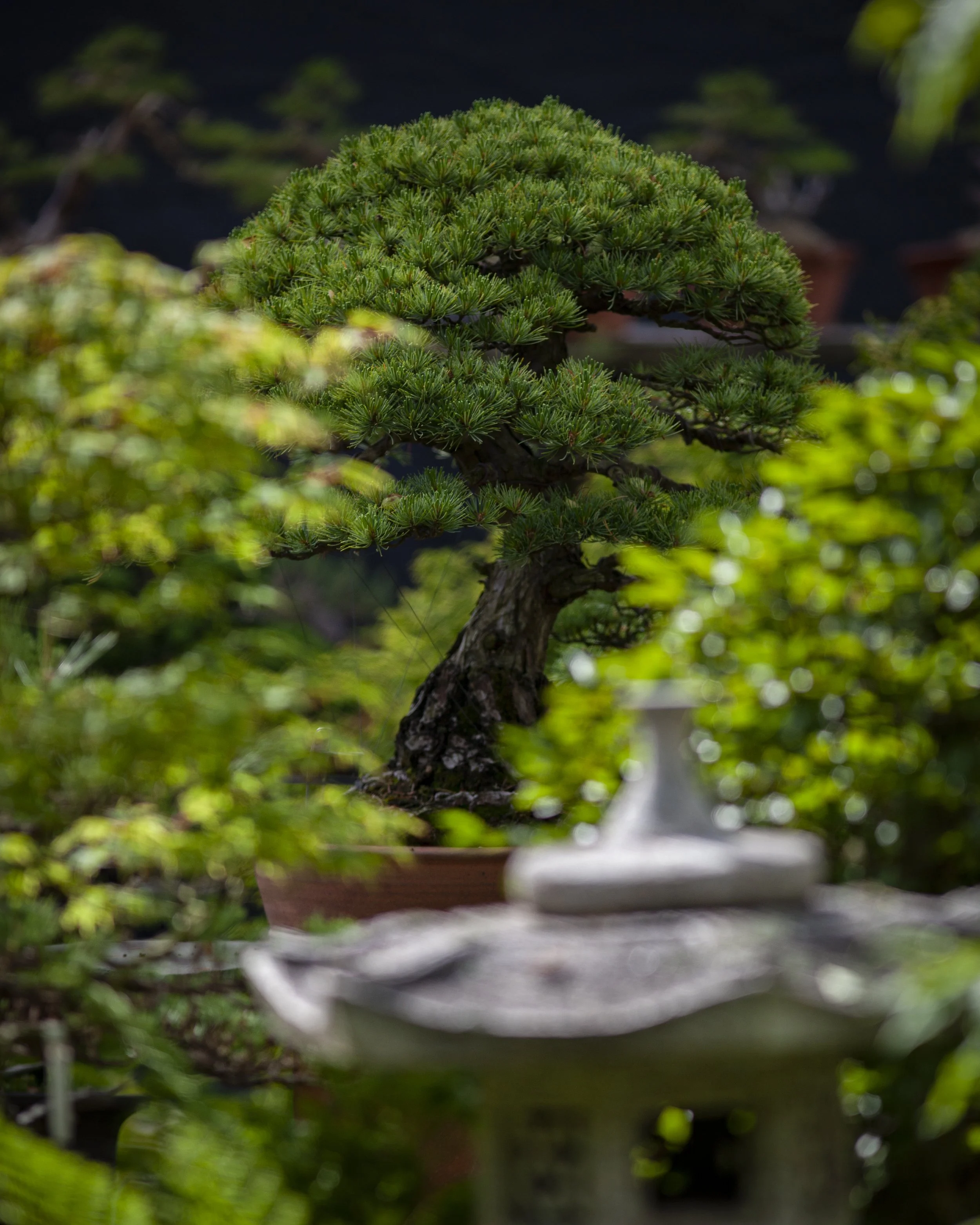 Pine bonsai on display in the background at Bonsai West in Littleton, Masachusetts