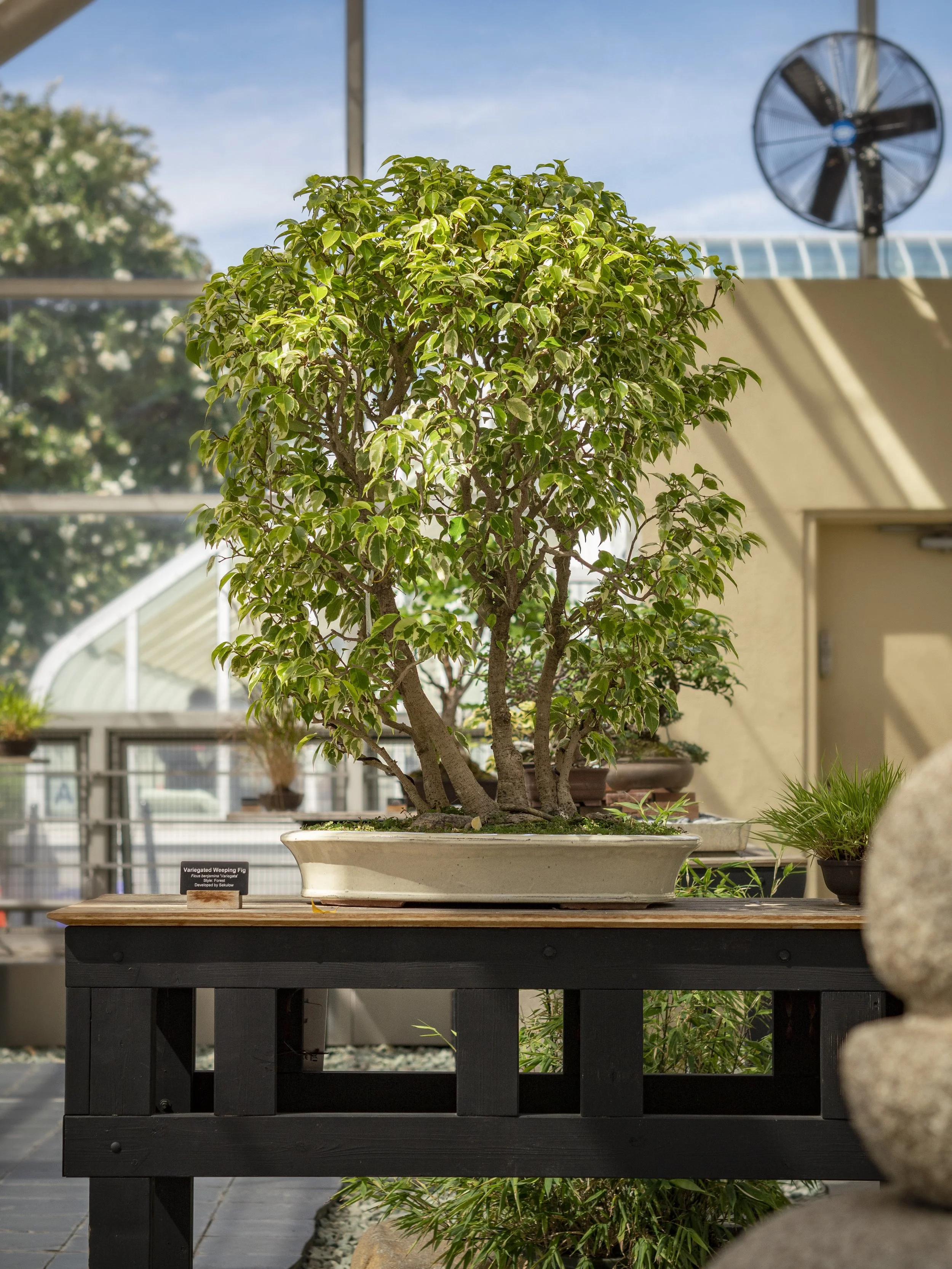 Forest bonsai on display at the Brooklyn Botanic Garden in Brooklyn, New York. 