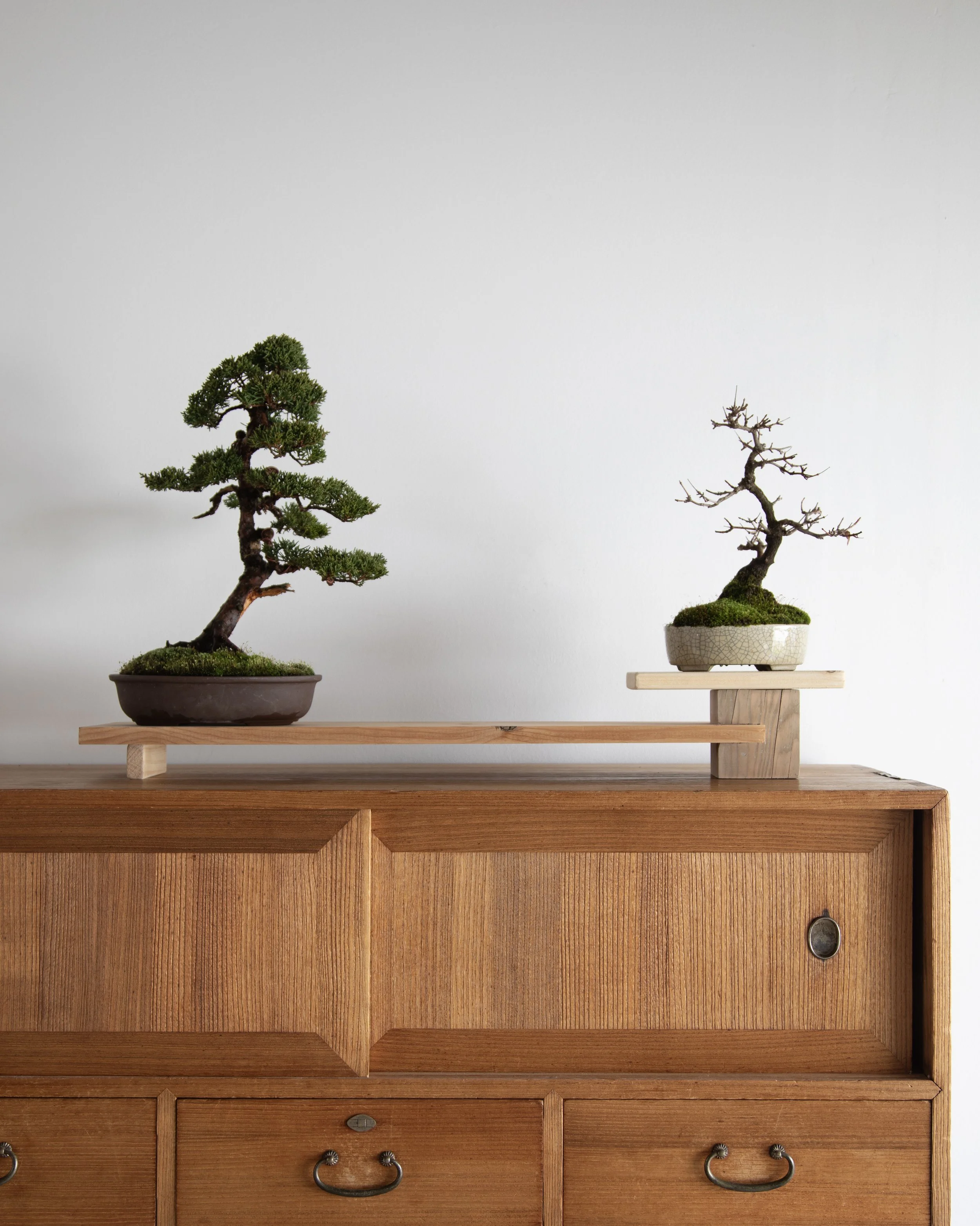 Photograph depicting a two tree bonsai display in the studio