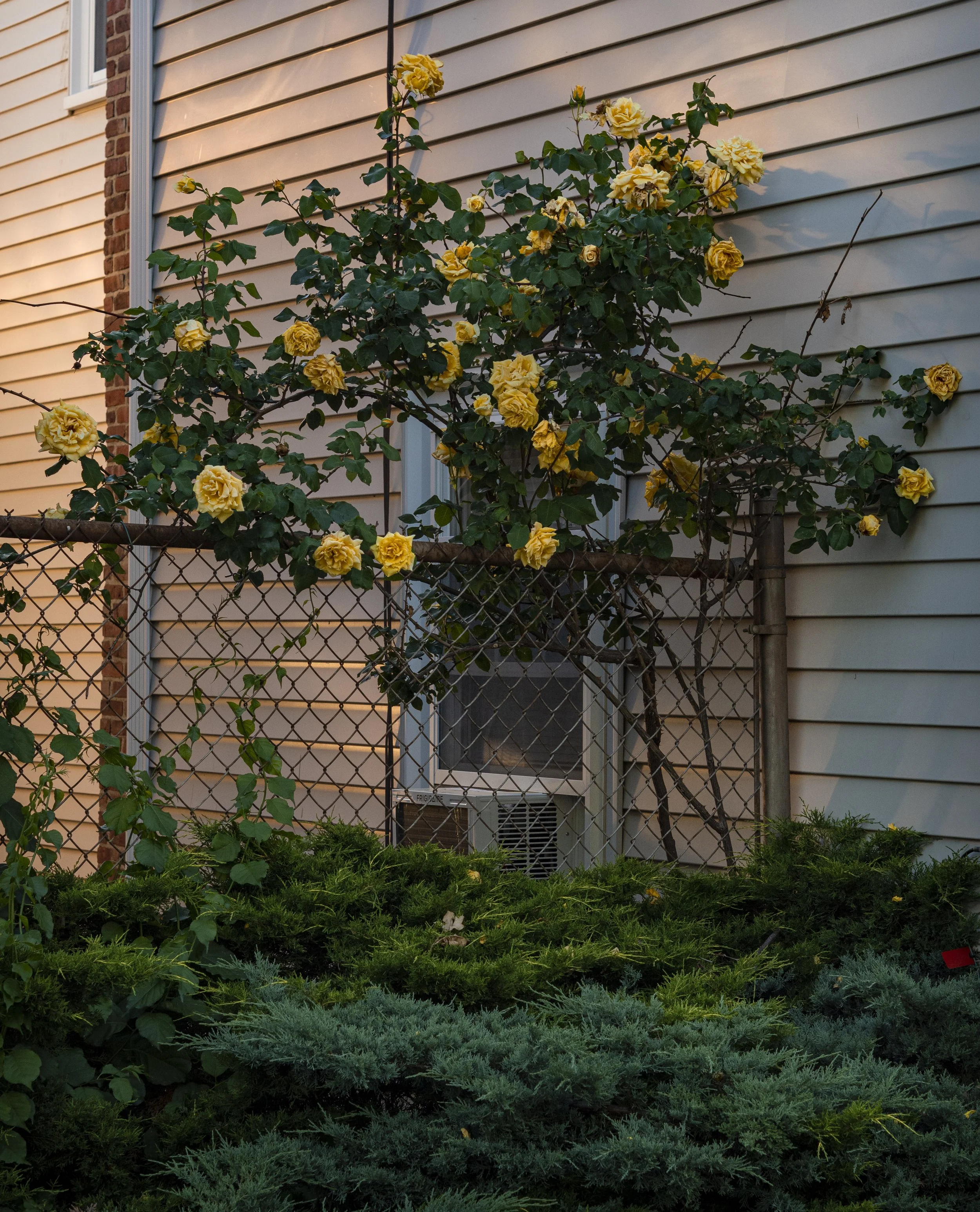 Boston-Climbing-Rose.jpg