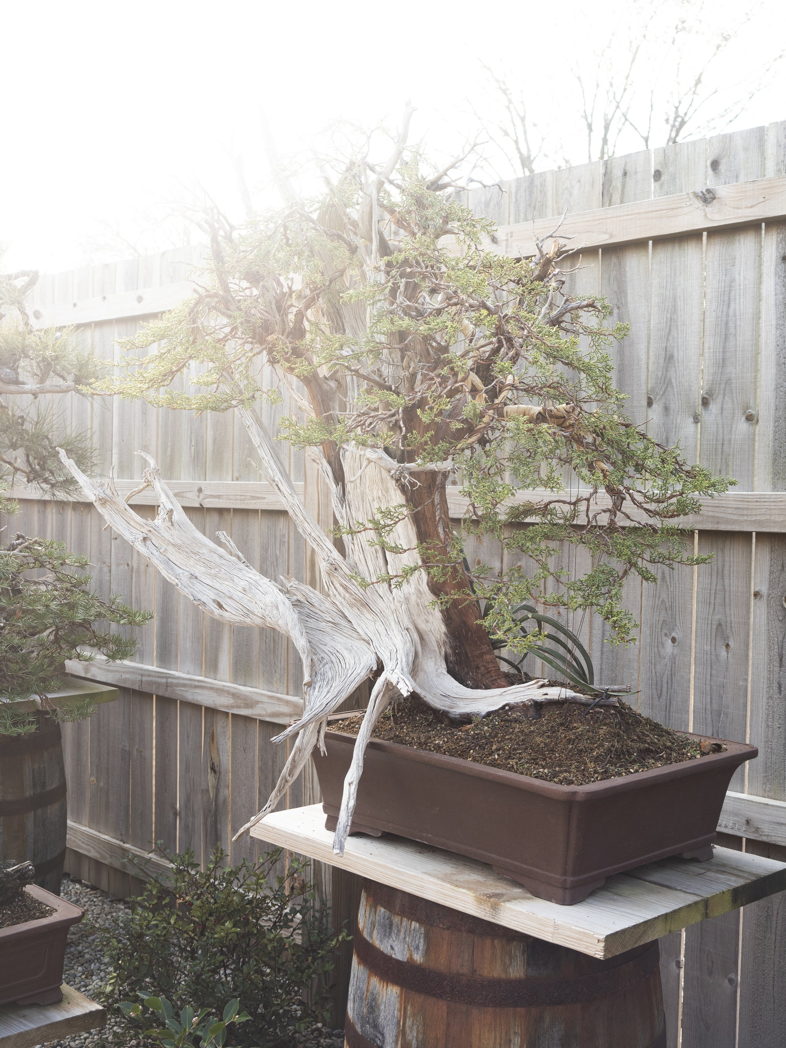 Collected Juniper bonsai styled by world renowned artist Bjorn Bjorholm on display at his garden, Eisei-en, in Nashville, Tennessee. 