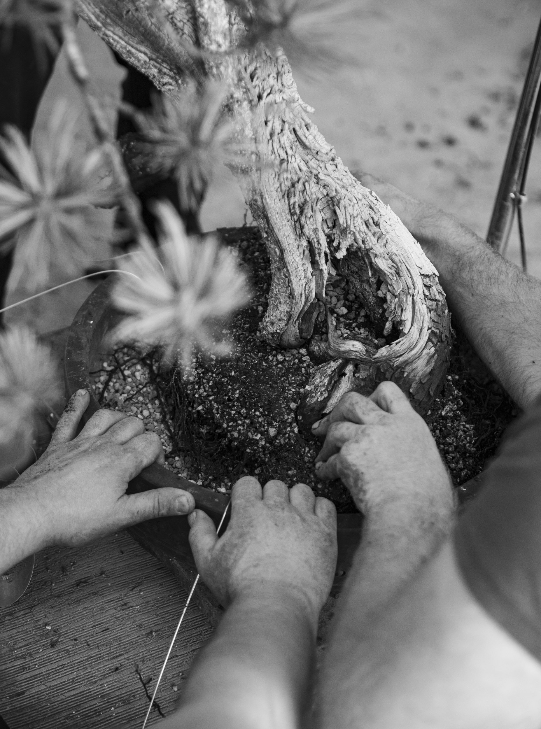 Process photography showing the team at Eisei-en repotting a large collected Juniper