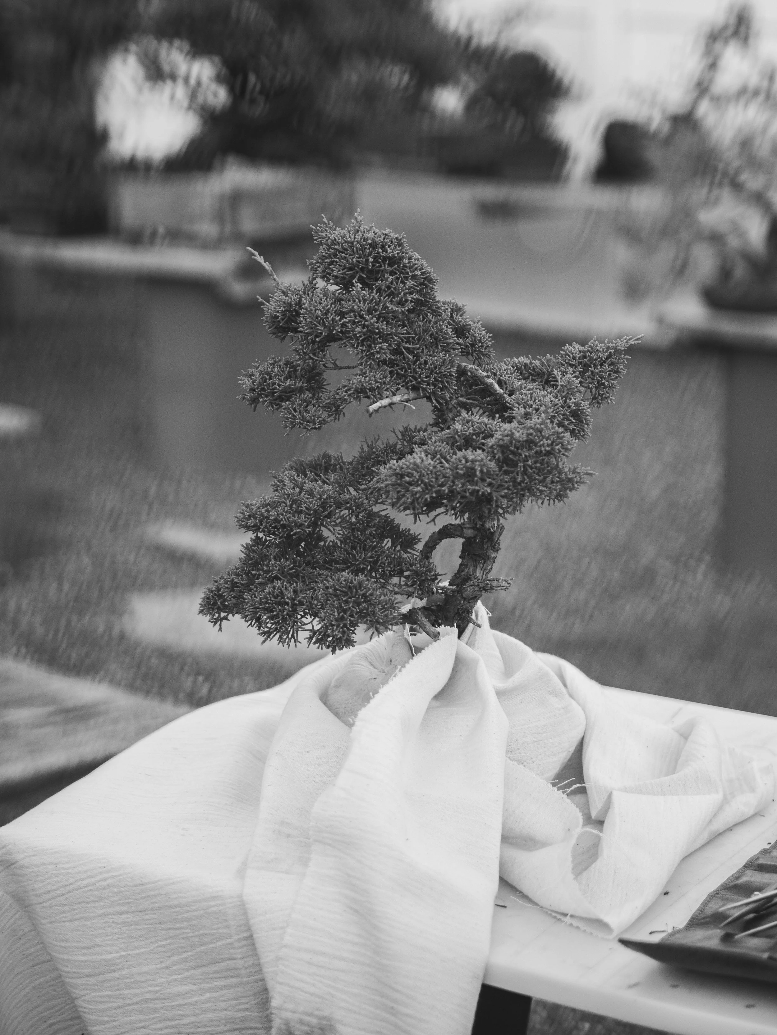 Detail photograph depicting a juniper during the Fall bonsai refinement process