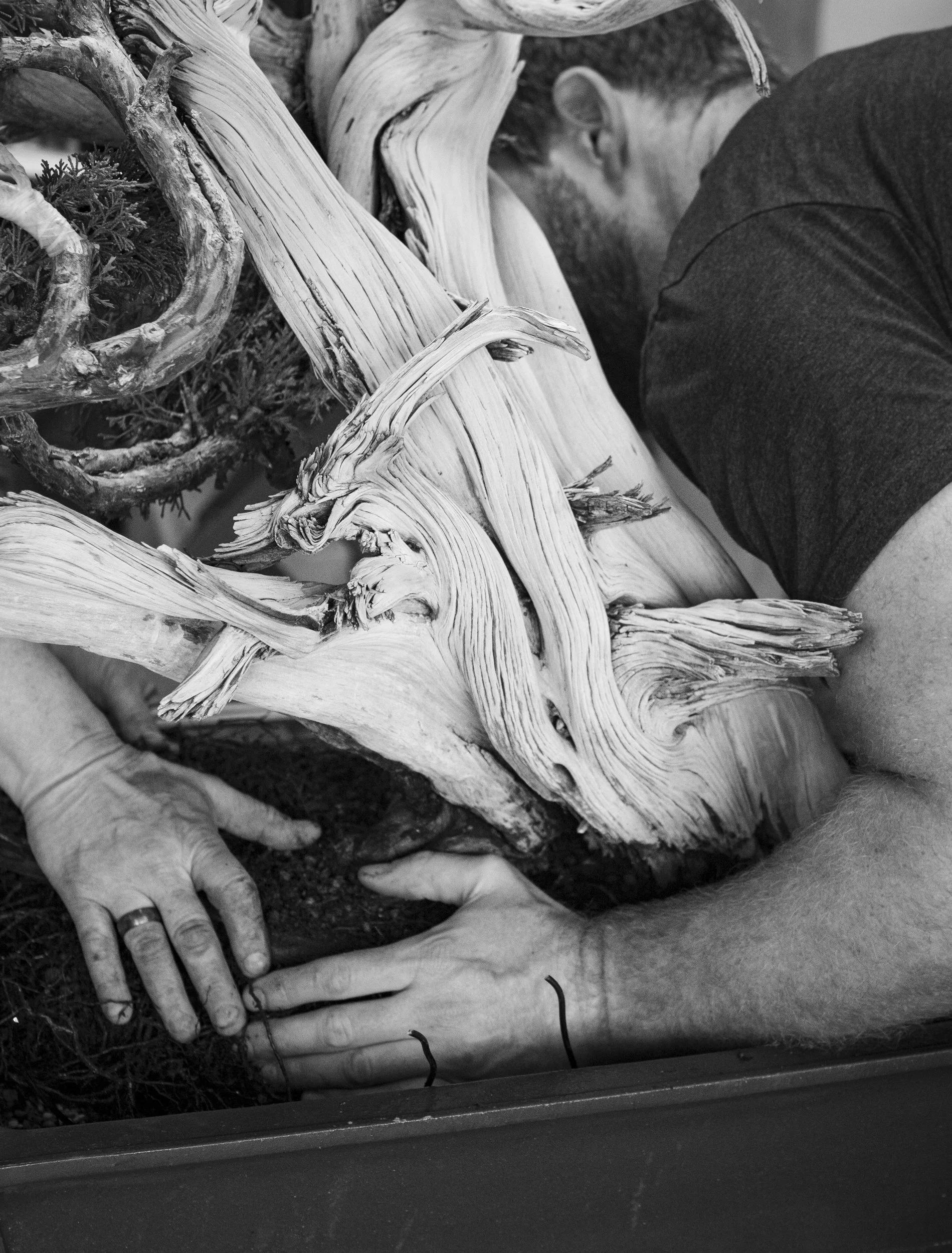 Process photography showing the team at Eisei-en repotting a large collected Juniper