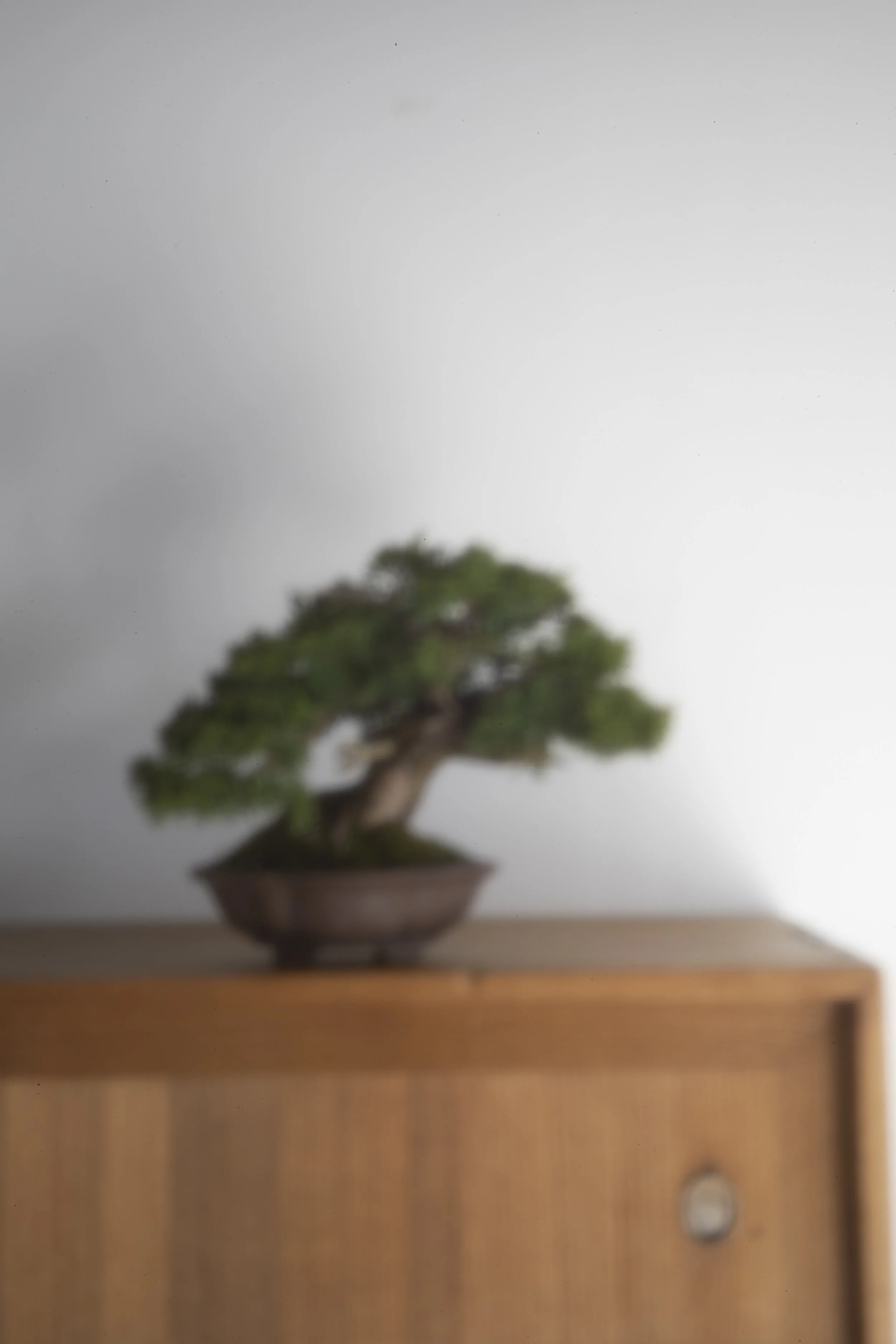 Pinhole photography capturing a shohin juniper bonsai in a loose, romantic, vintage style