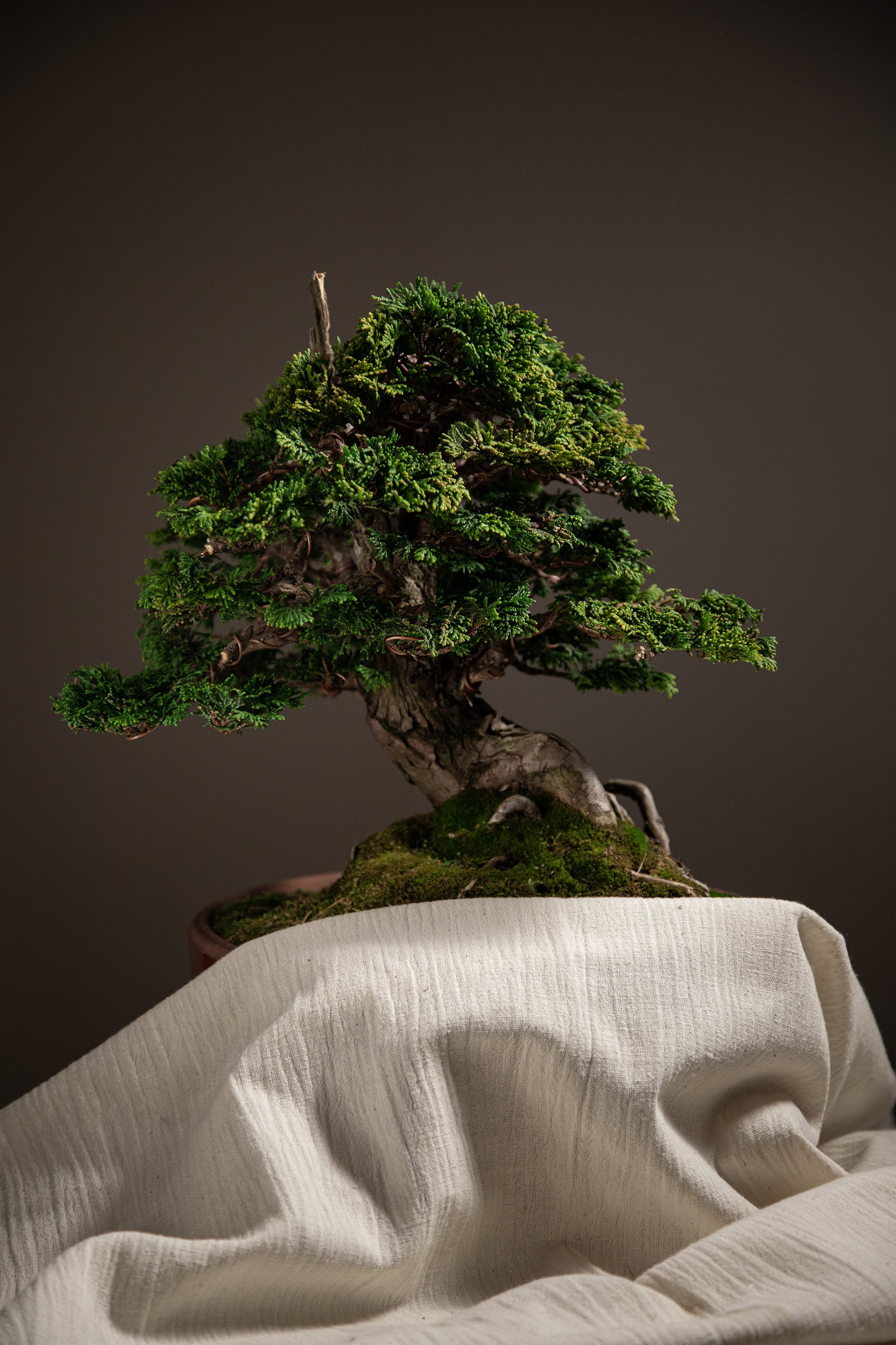 Detail photograph depicting a dwarf Hinoki Cypress shohin bonsai during Fall refinement
