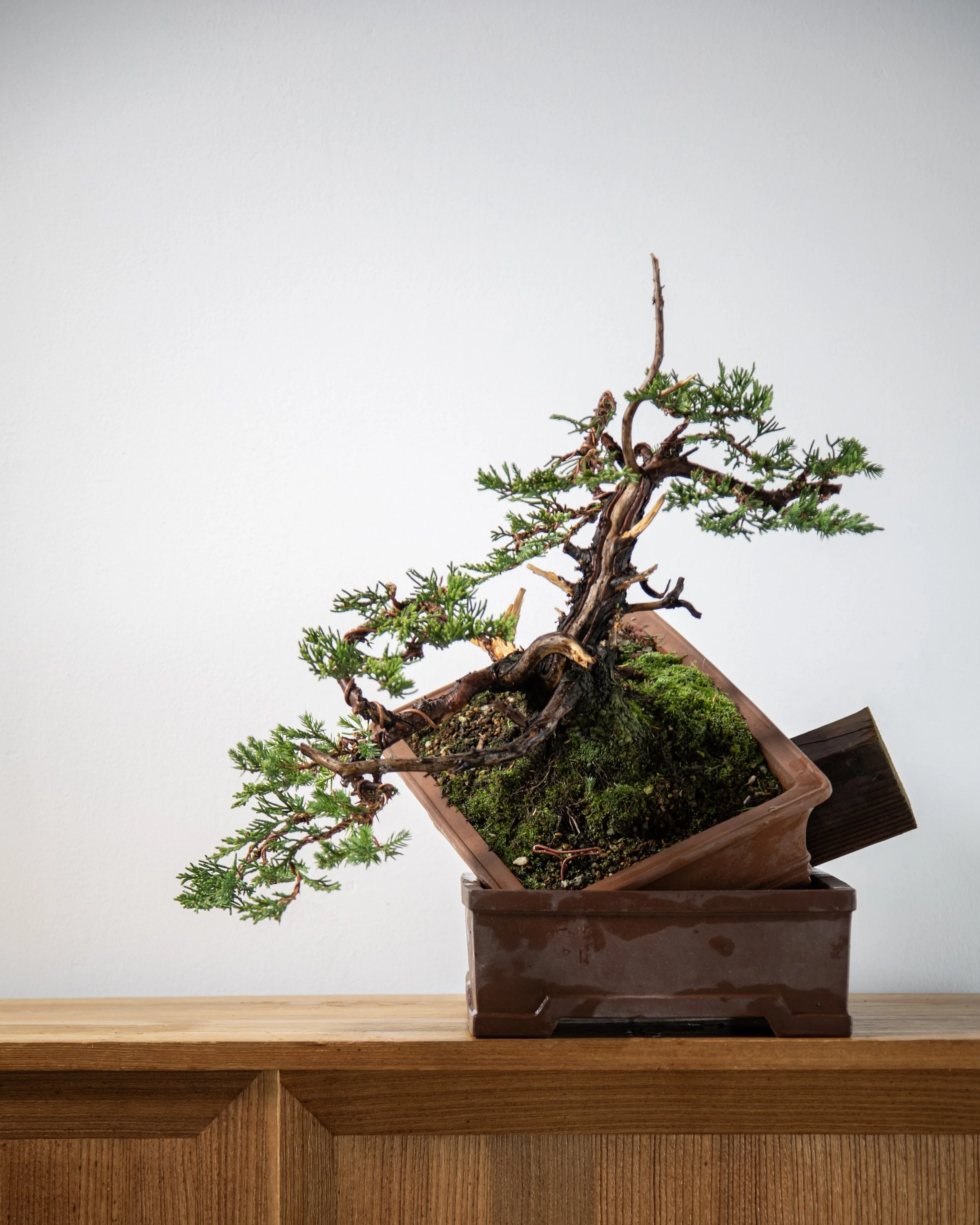 Detail photograph depicting a juniper during the Fall bonsai refinement process