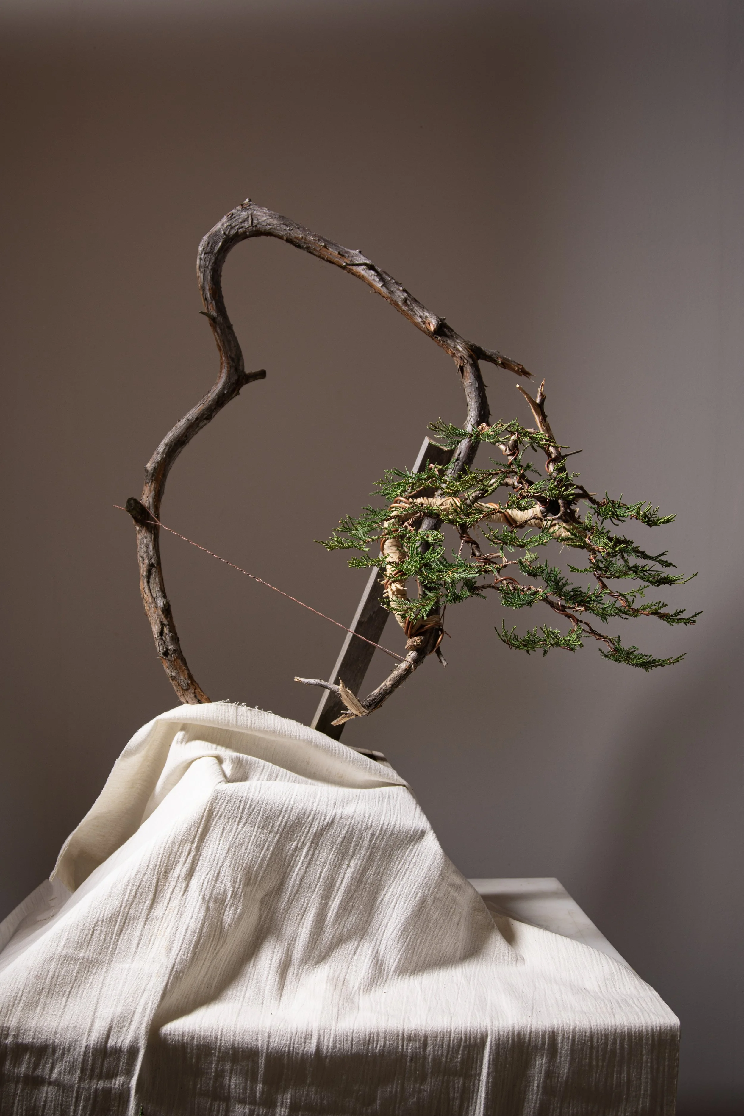 Detail photograph depicting a literati juniper during the Fall bonsai refinement process