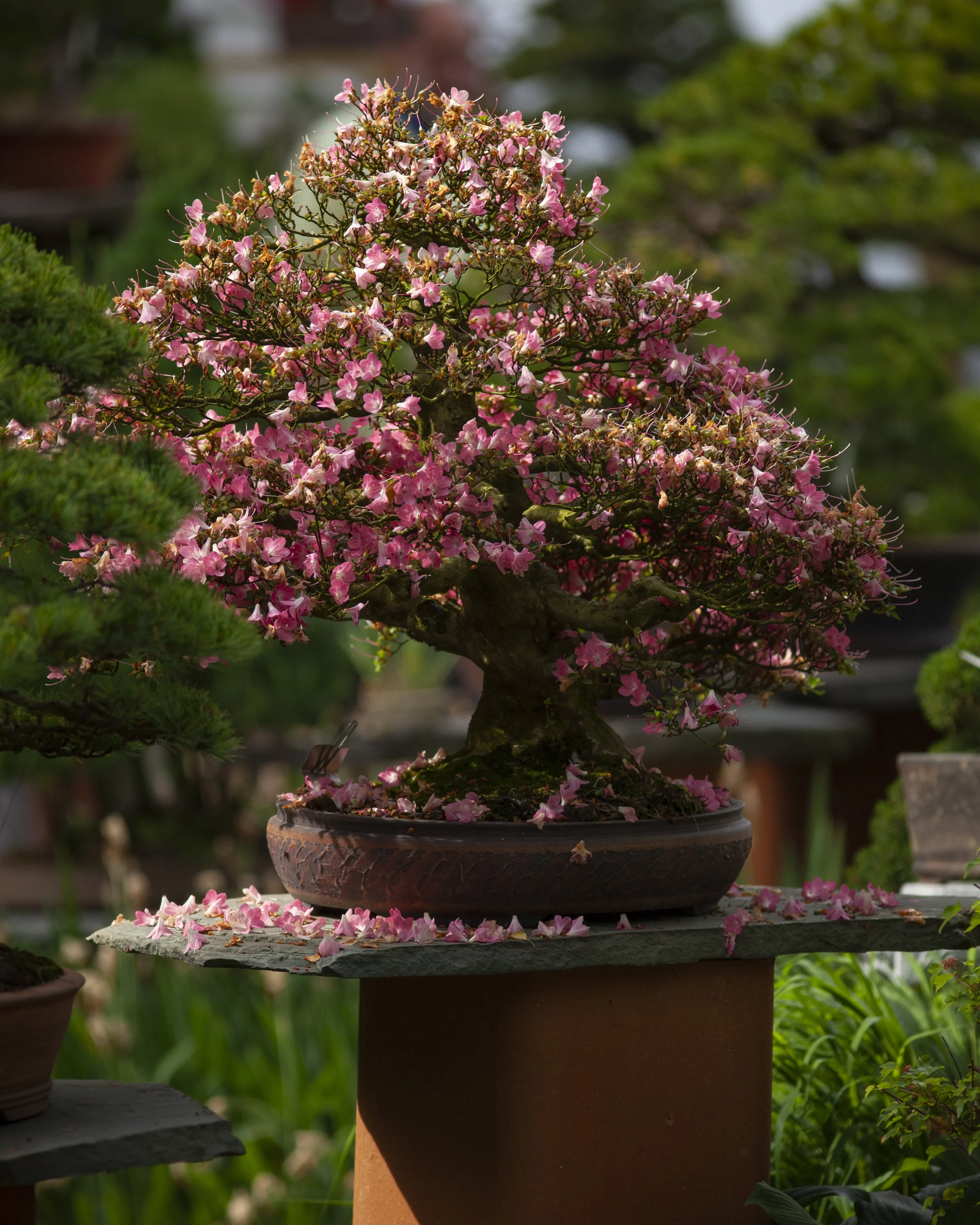 Mountain Azalea bonsai in flower on display at Bonsai West in Littleton, Massachusetts. 