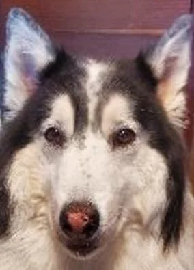 Close-up of a Siberian Husky's face with black and white fur, erect ears, and brown eyes.