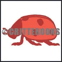 Ladybug Pattern