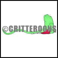 Quetzal Flying Pattern