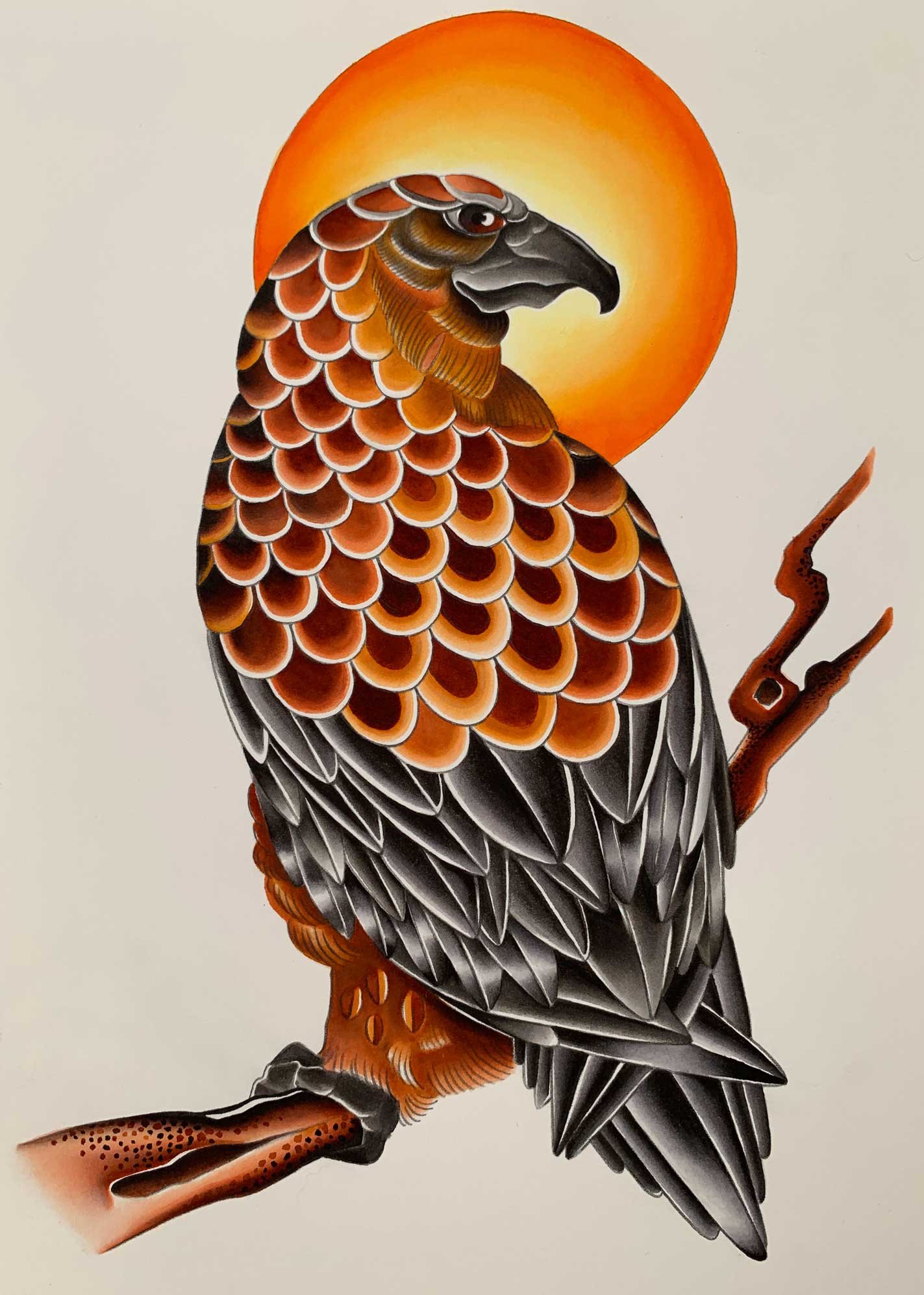 hawk-1.jpg
