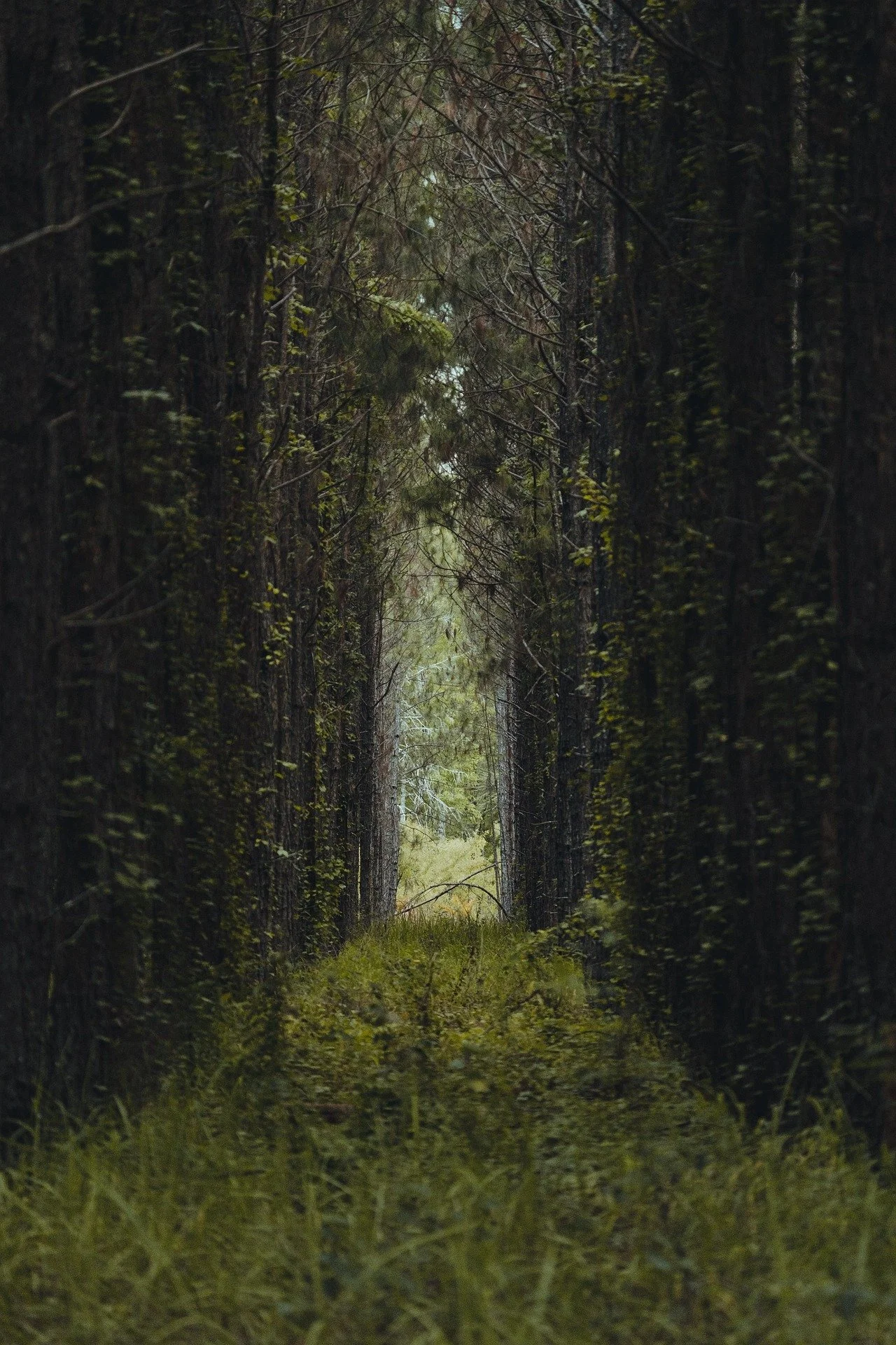 Trees are the superior being