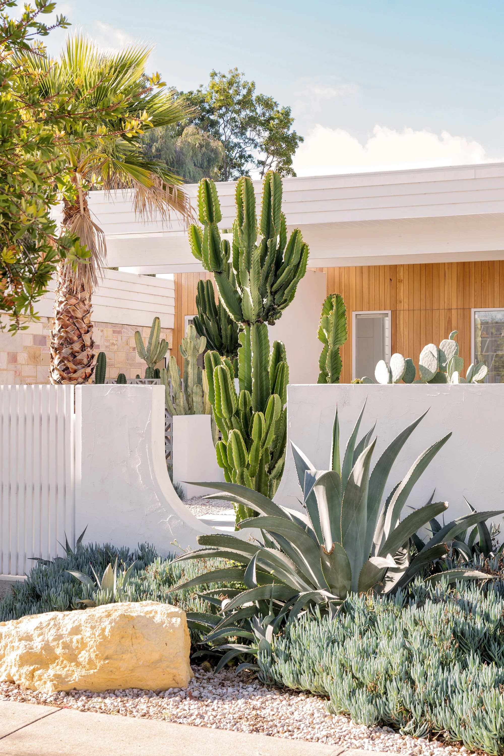 A modern desert-style garden features cacti, succulents, and a large agave plant in the foreground, with a white wall, a palm tree, and a contemporary house with wooden accents in the background under a clear blue sky.