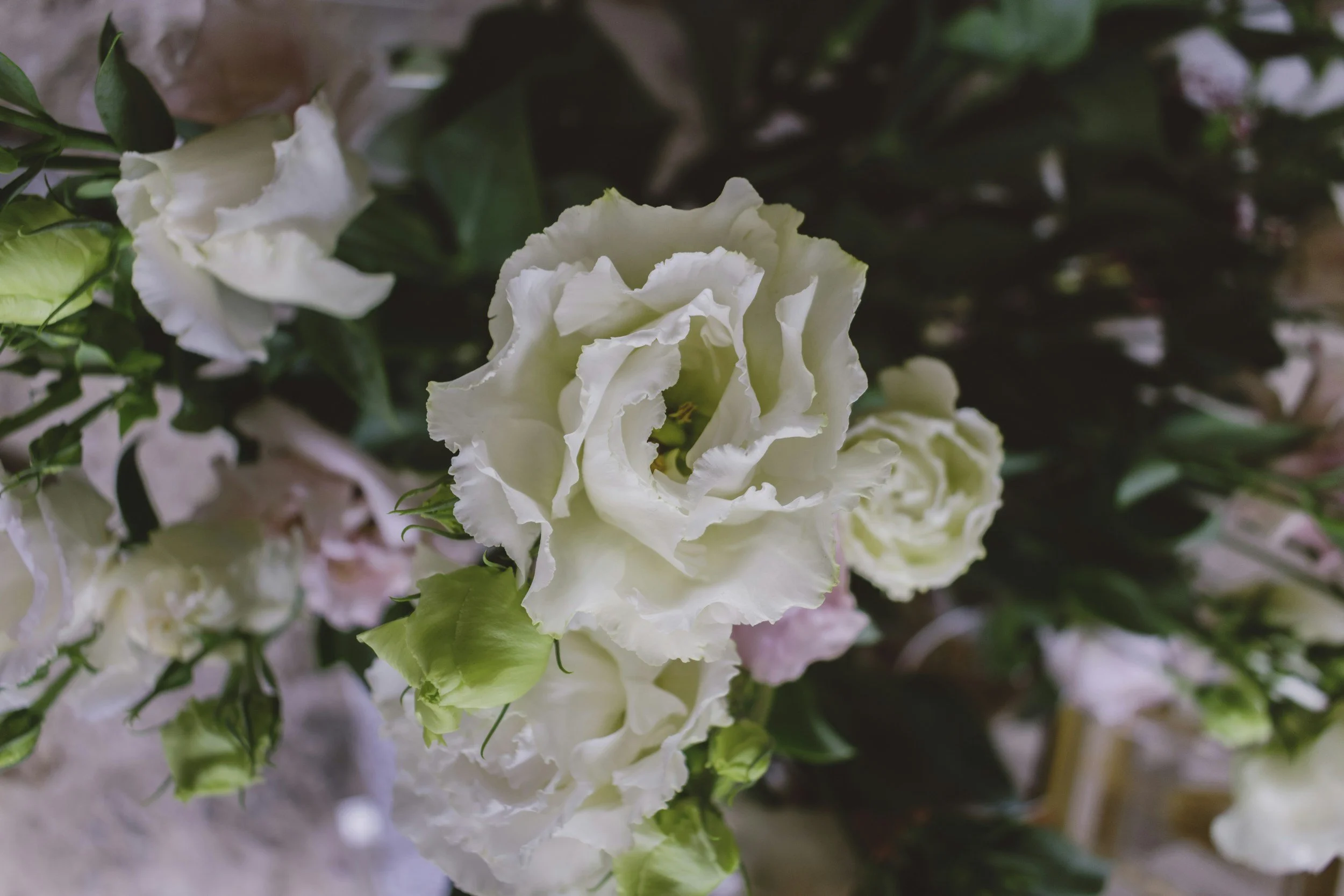 Close-up of white eustoma flowers with ruffled petals and green buds in the background.