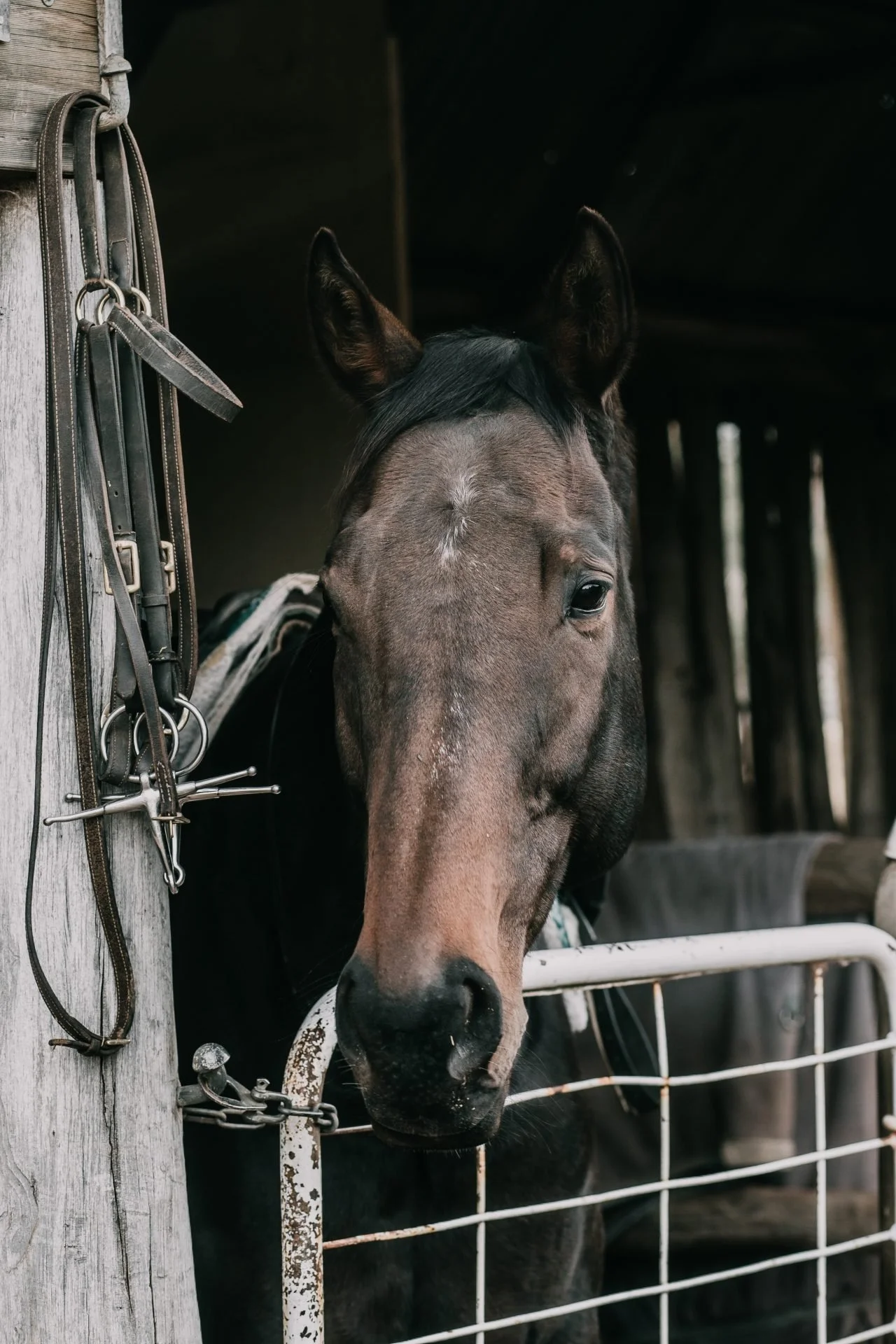 A close-up of a brown horse with a black mane inside a stable, looking out over a white metal gate. The horse has some white markings on its face and a saddle on its back. A leather halter with metal rings and straps hangs on the wooden stable post to the side.