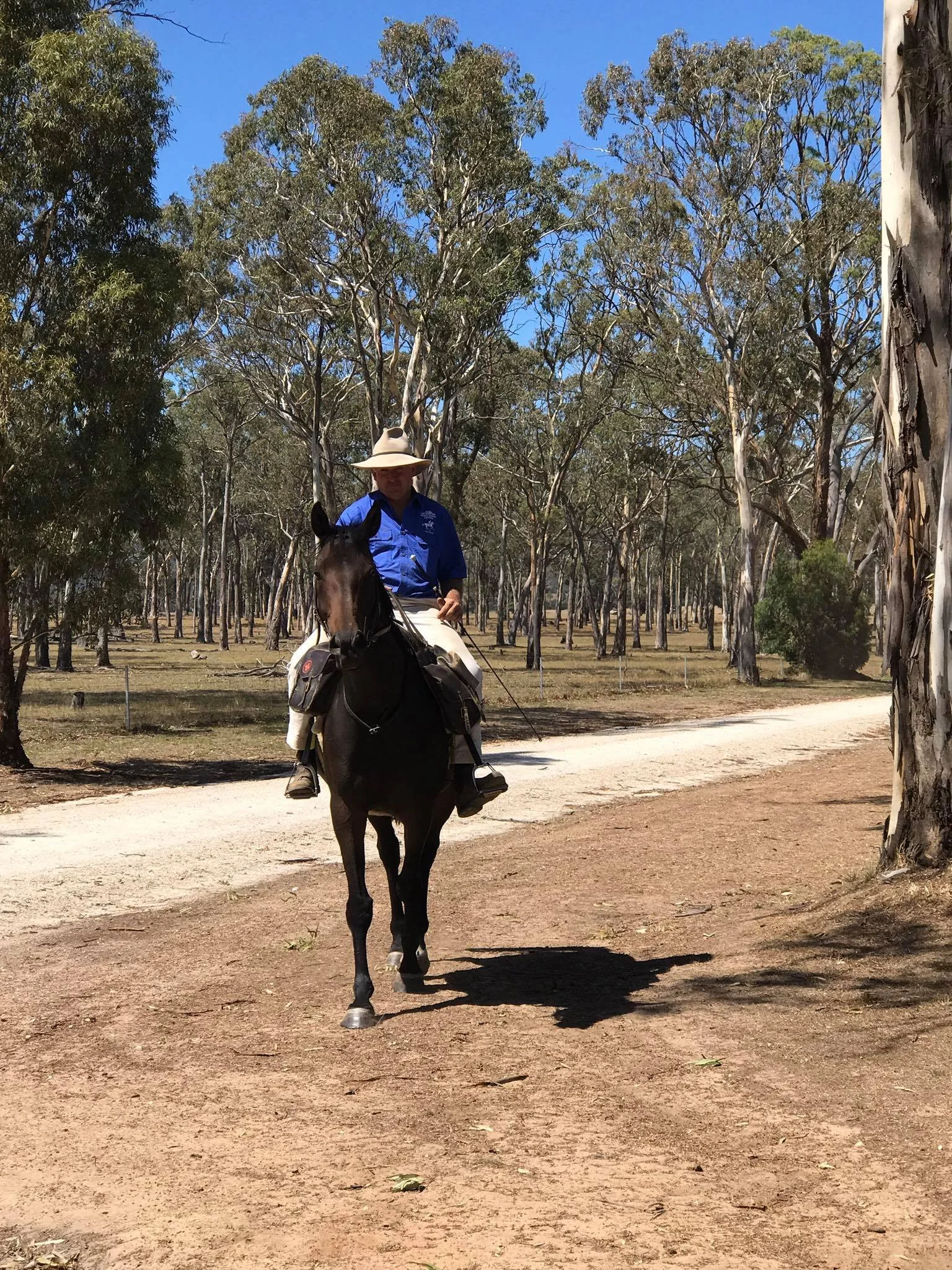 A person riding a black horse on a dirt path in a wooded area under a clear blue sky. The rider is wearing a wide-brimmed hat and a blue shirt.