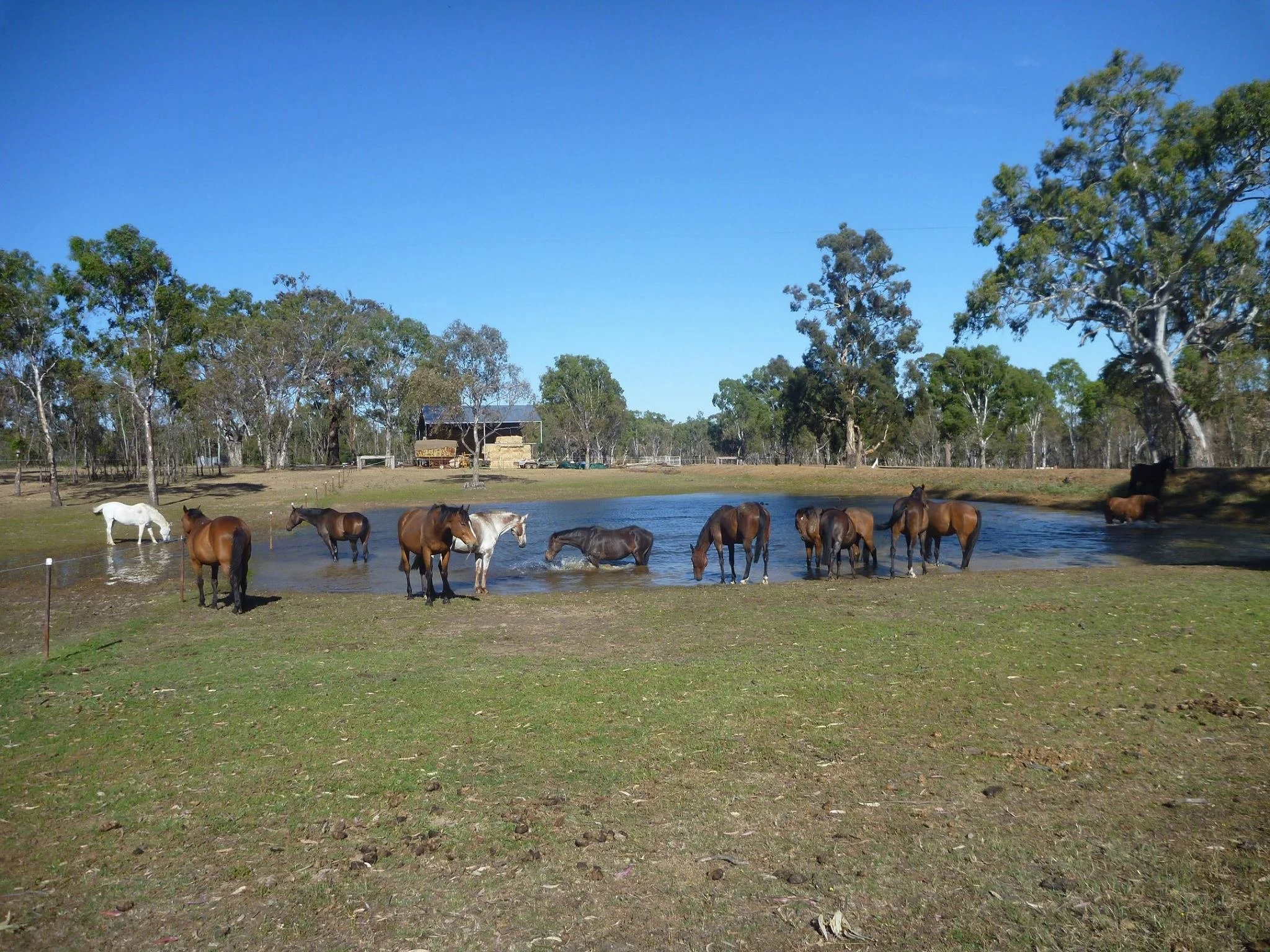Several horses are standing and drinking water from a pond on a farm with trees and a building in the background.