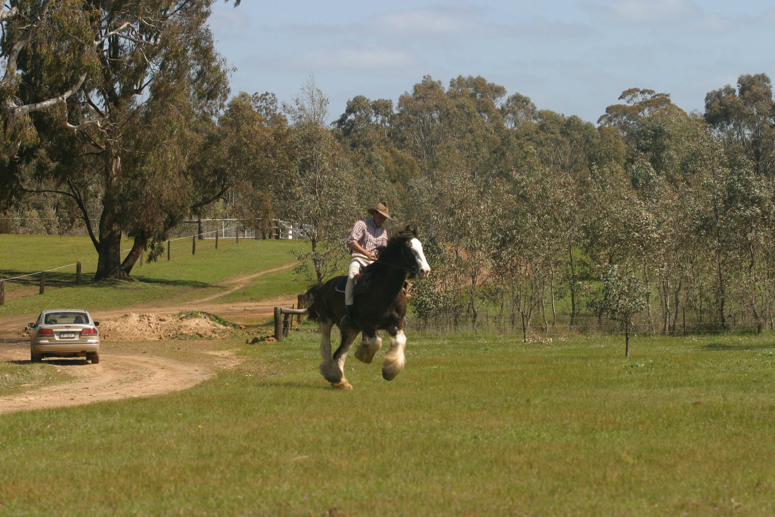 Cameron McDonald riding a black and white clydesdale on a grassy field with trees and a dirt path, and a fence in the background.