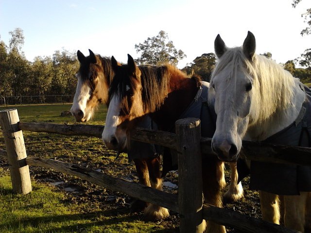 Three Clydesdale horses standing behind a wooden fence in a grassy field.