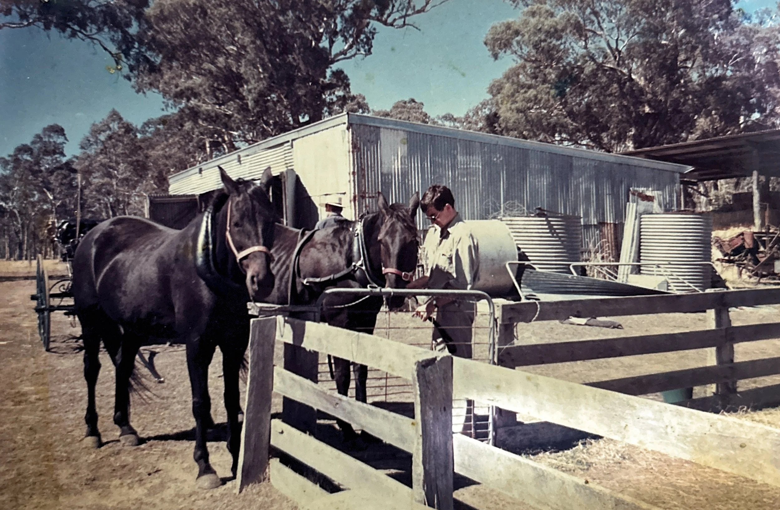 Vintage photograph of two dark horses hitched to a farm wagon, with a man standing nearby, inside a fenced farmyard with metal silos and a shed in the background. The shed before it became the grampians horse riding centre stables and tea area.