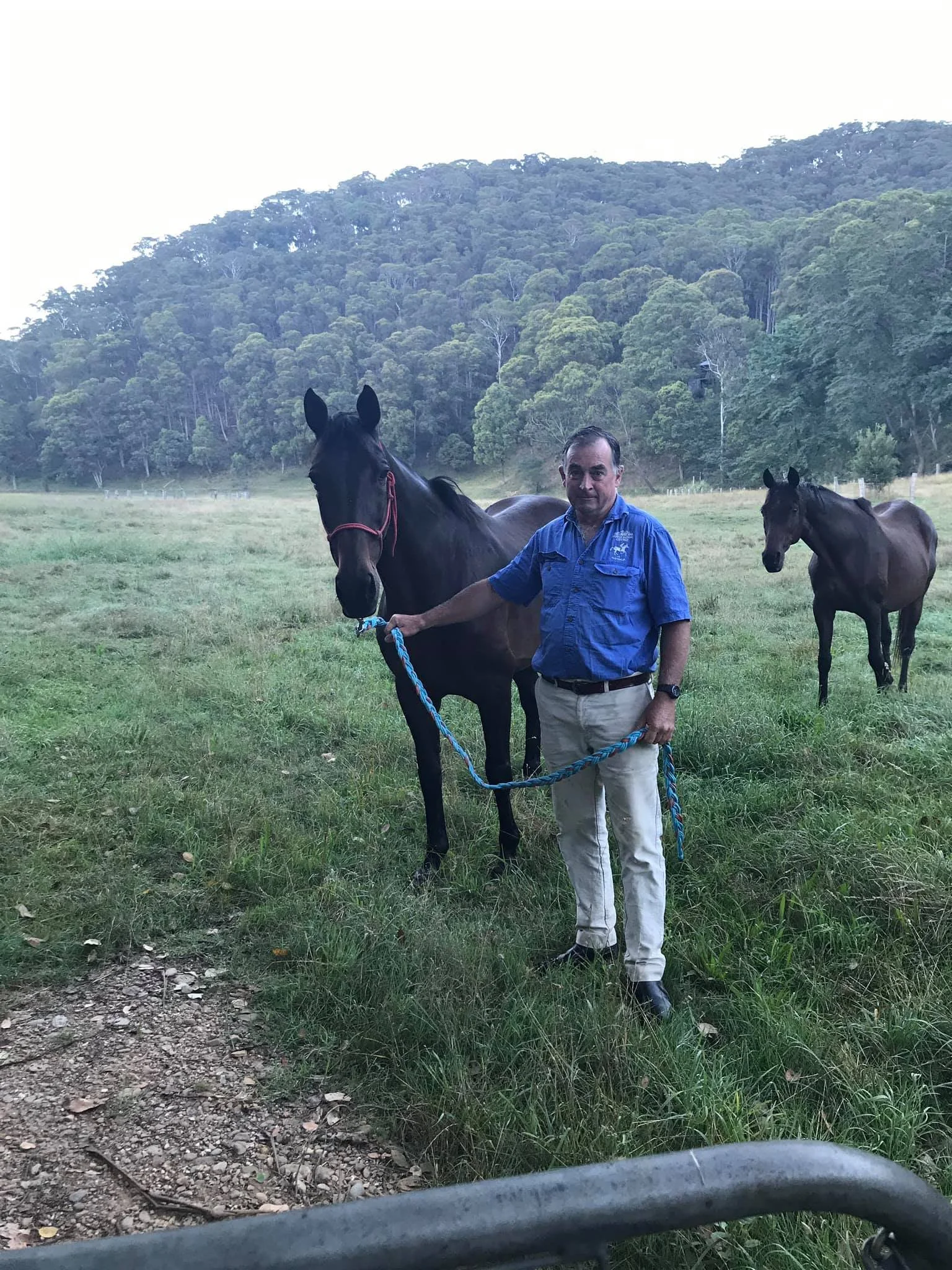 Man in blue shirt holding a black horse on a lead rope in a grassy field with two other horses and a green, wooded hillside in the background.