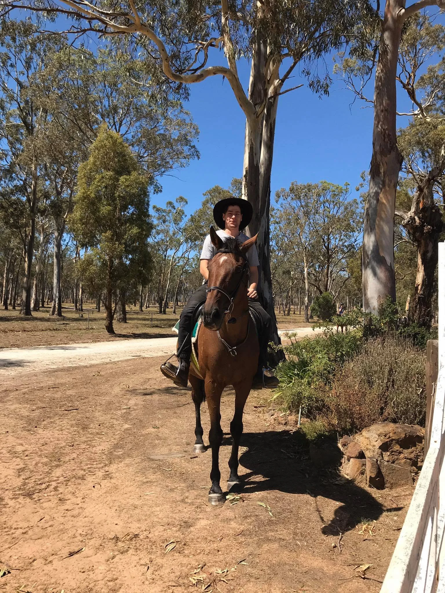 A person riding a brown horse on a dirt trail in a forest of tall eucalyptus trees under a clear blue sky.