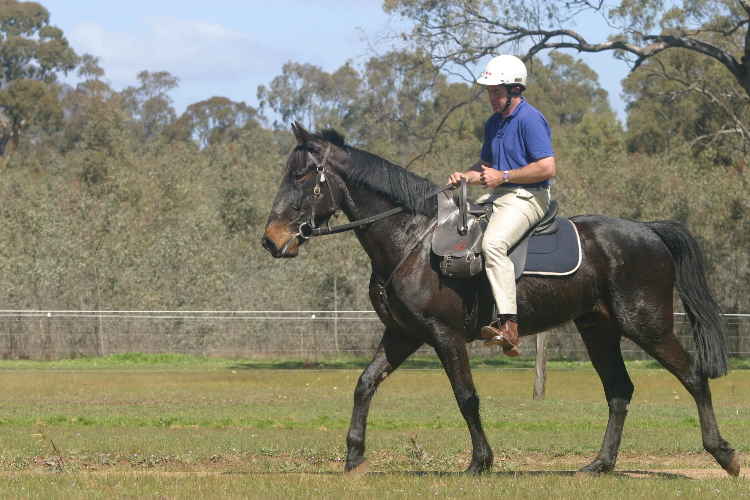 A man in a blue shirt and tan pants riding a black horse on a grassy field, wearing a white helmet.