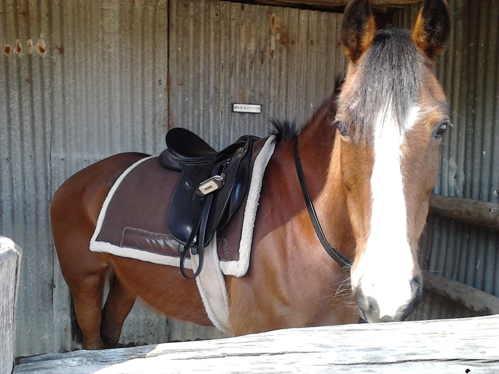 A brown horse with a white blaze on its face standing inside a stable with a saddle and saddle pad on its back.