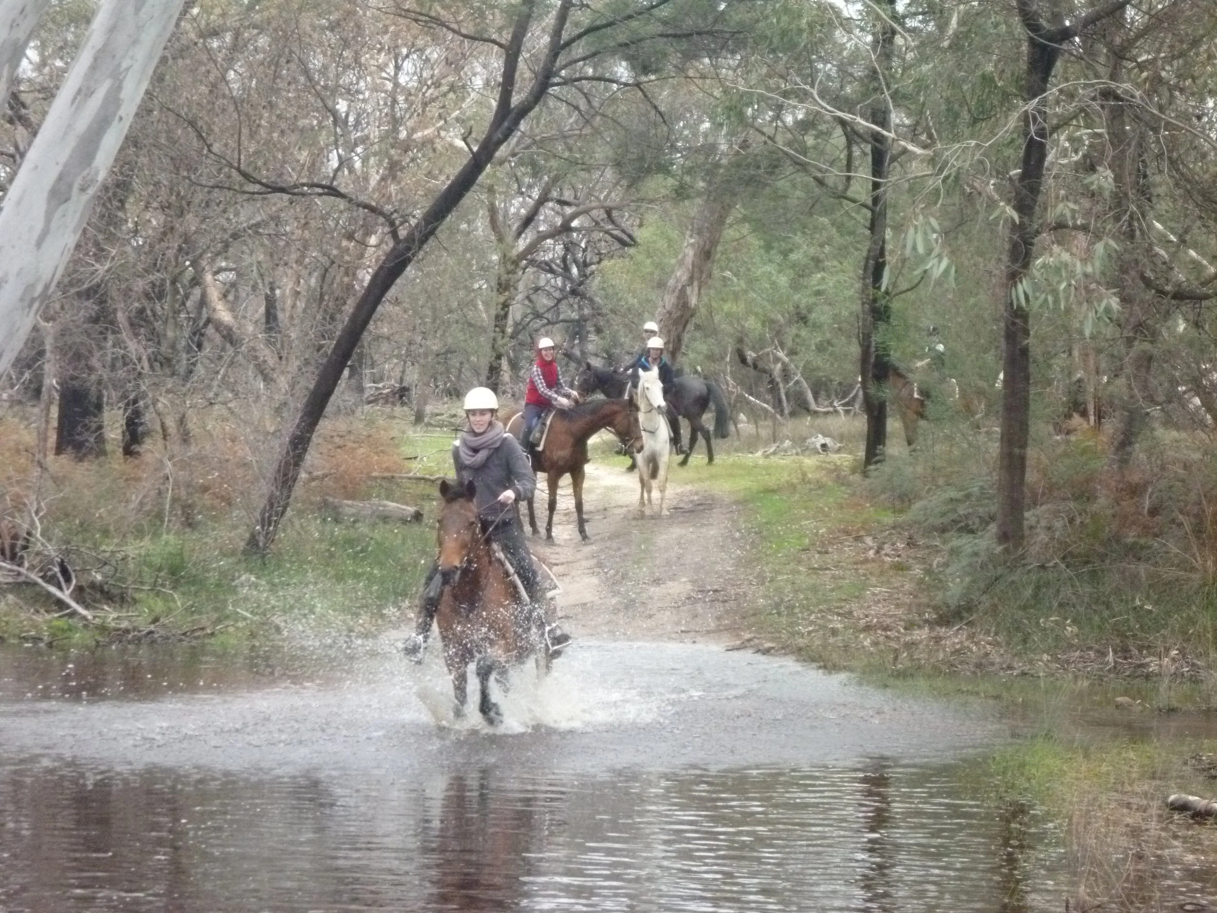 Three people horseback riding in a wooded area, crossing a shallow creek, with some trees and foliage in the background.