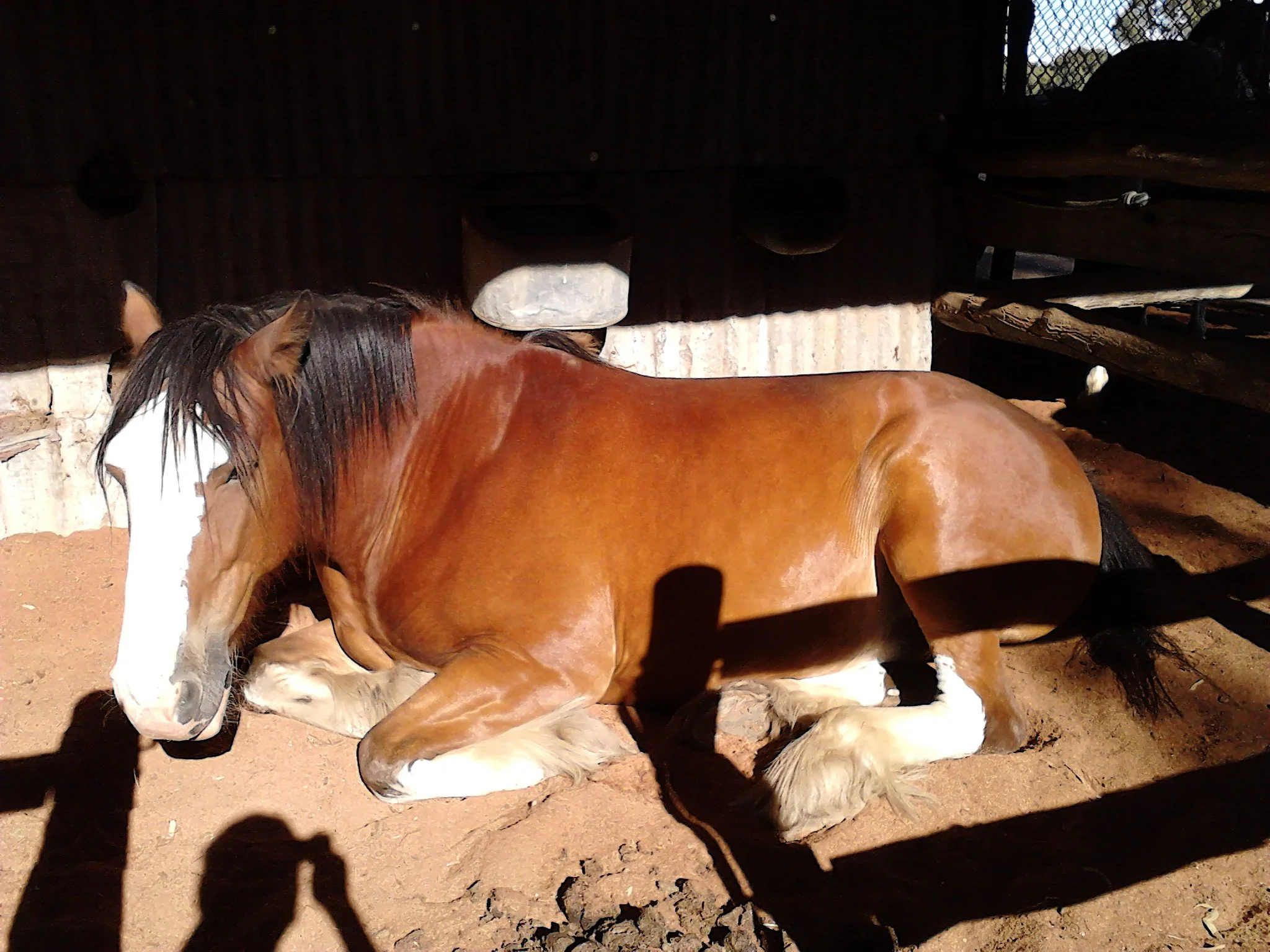 A brown and white horse lying down on dirt in a shaded area, with sunlight casting shadows and a wooden fence in the background.