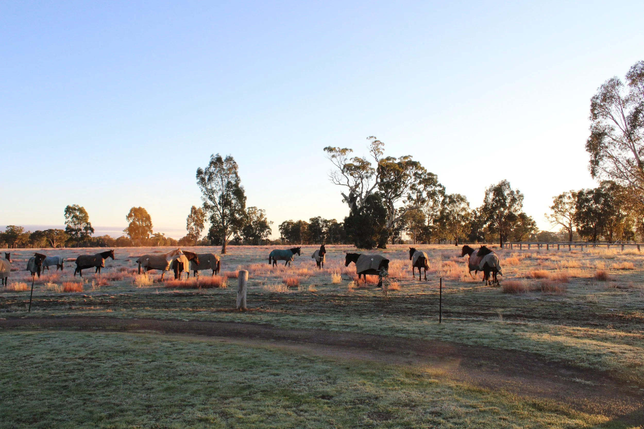 Horses grazing in an open field during sunset or sunrise with trees in the background.