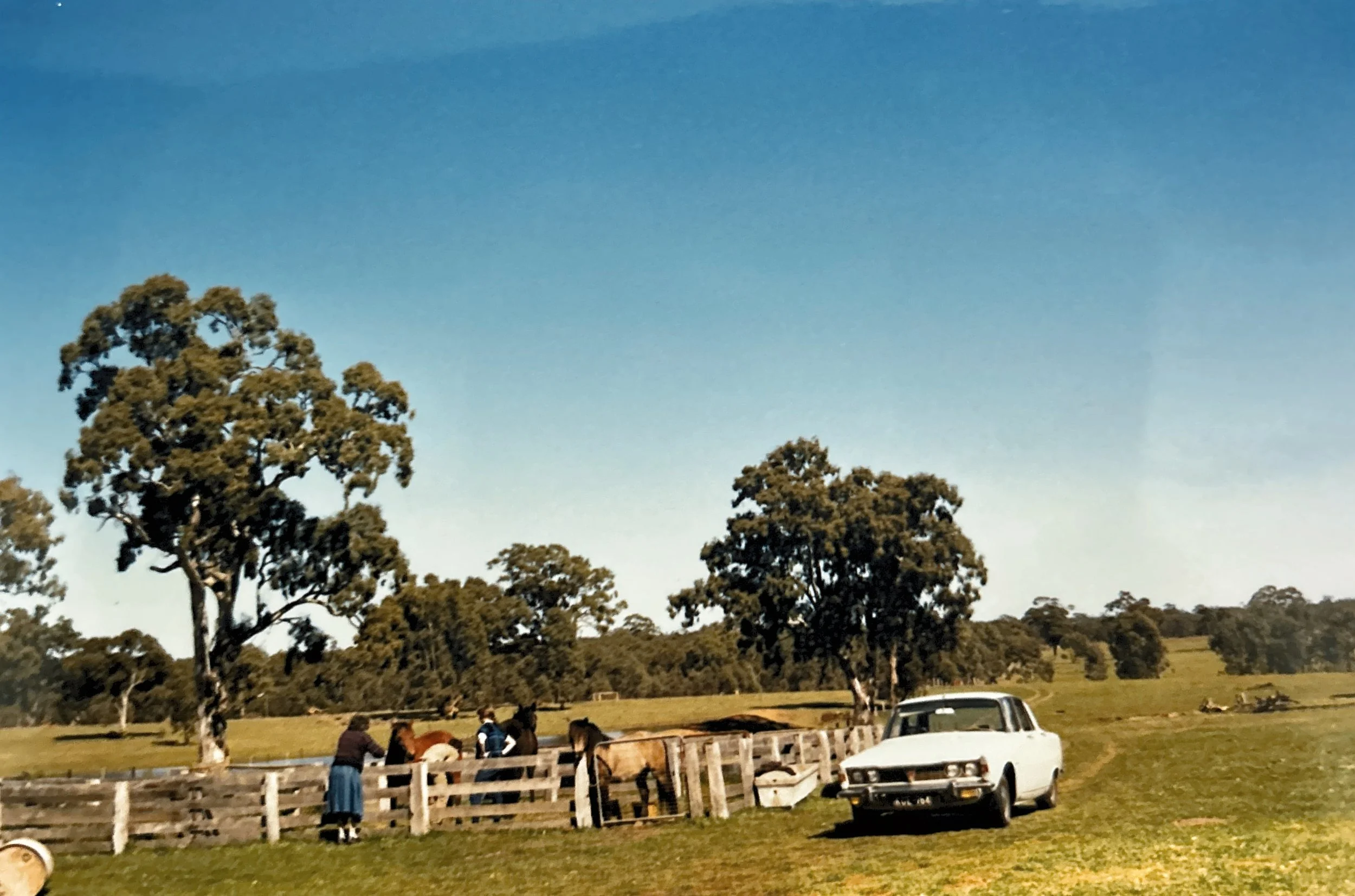 People tending to horses near a wooden fence in a rural field with trees and a clear blue sky, and a white vintage car parked nearby. The beginning of Grampians Horse Riding Centre, the sheep yards became horse stalls. 
