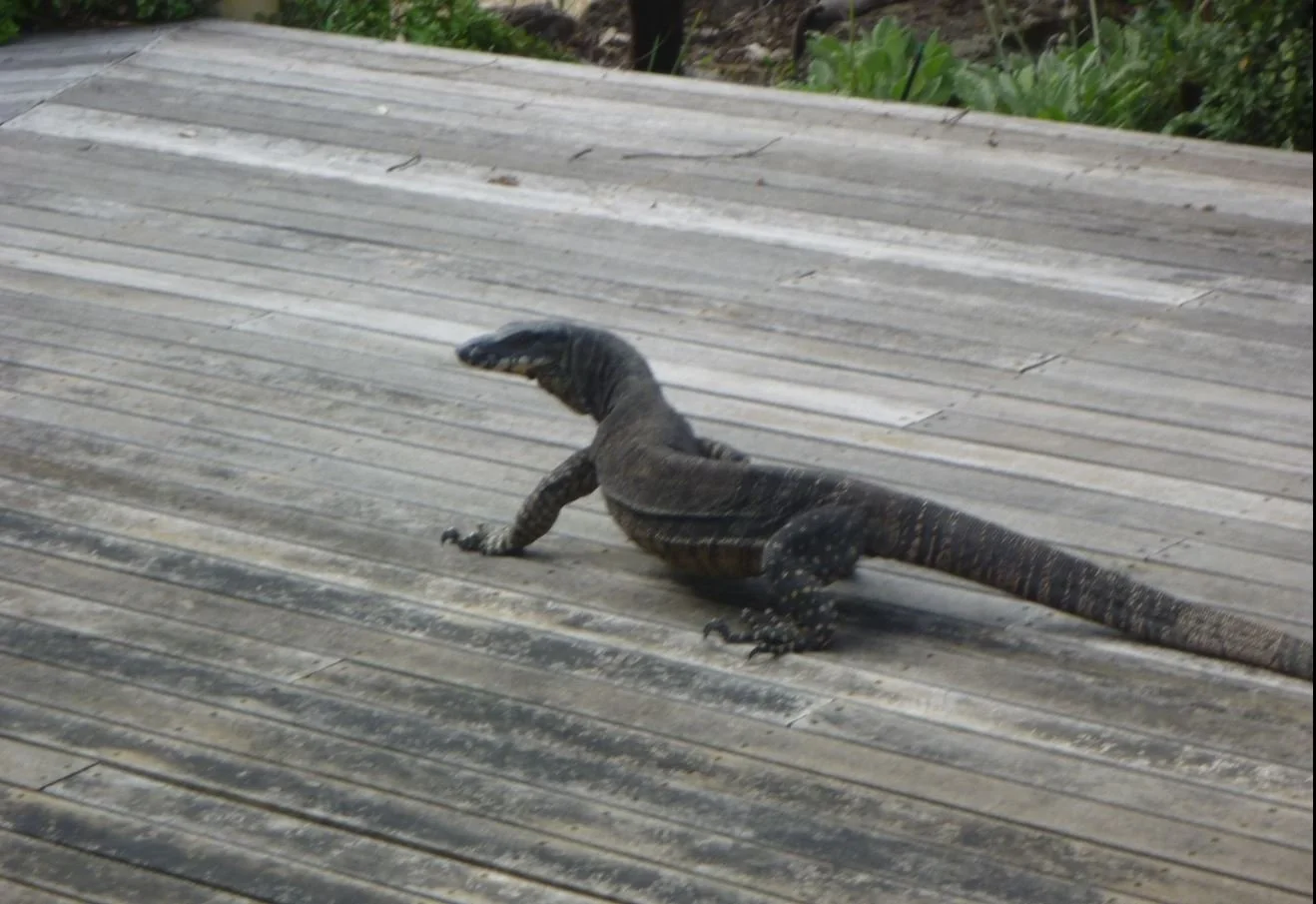 A large lizard, possibly a monitor lizard, walking on a wooden deck with greenery in the background.